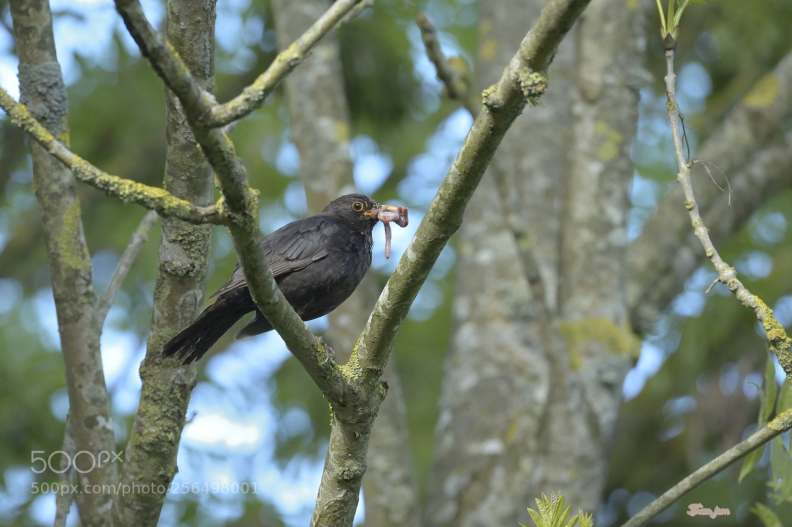 Nikon D4 sample photo. Turdus merula en primavera photography