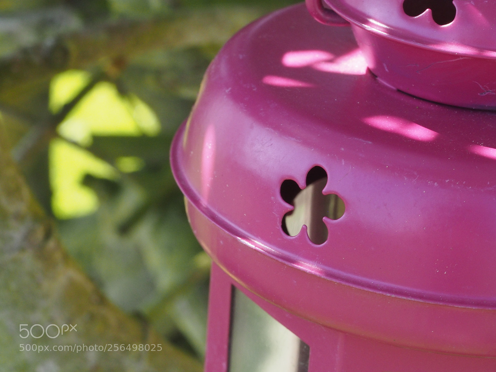 Olympus PEN E-PL7 sample photo. Lilac lantern. photography