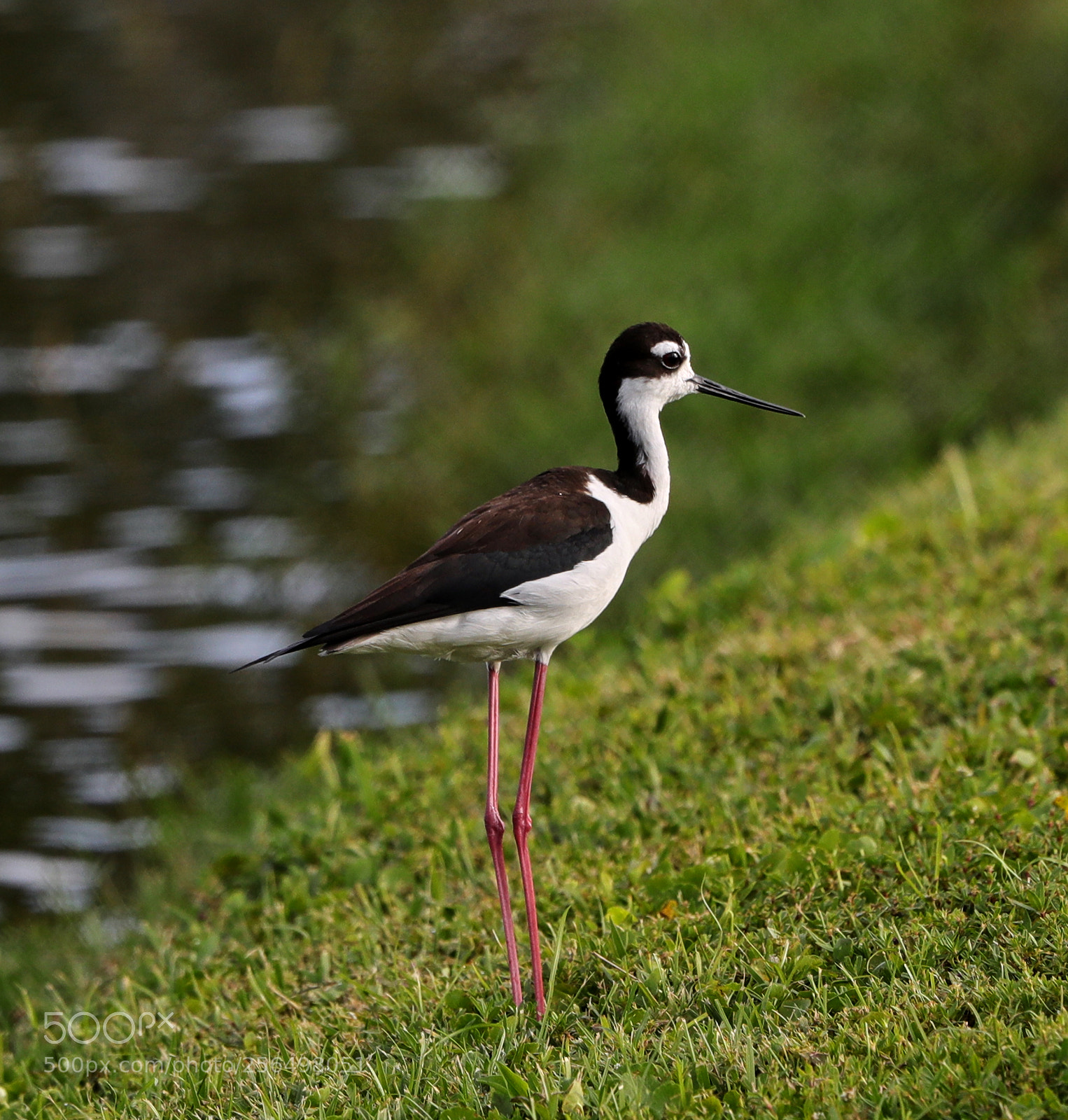 Canon EOS-1D X Mark II sample photo. 05-04-18-0016013.jpg photography