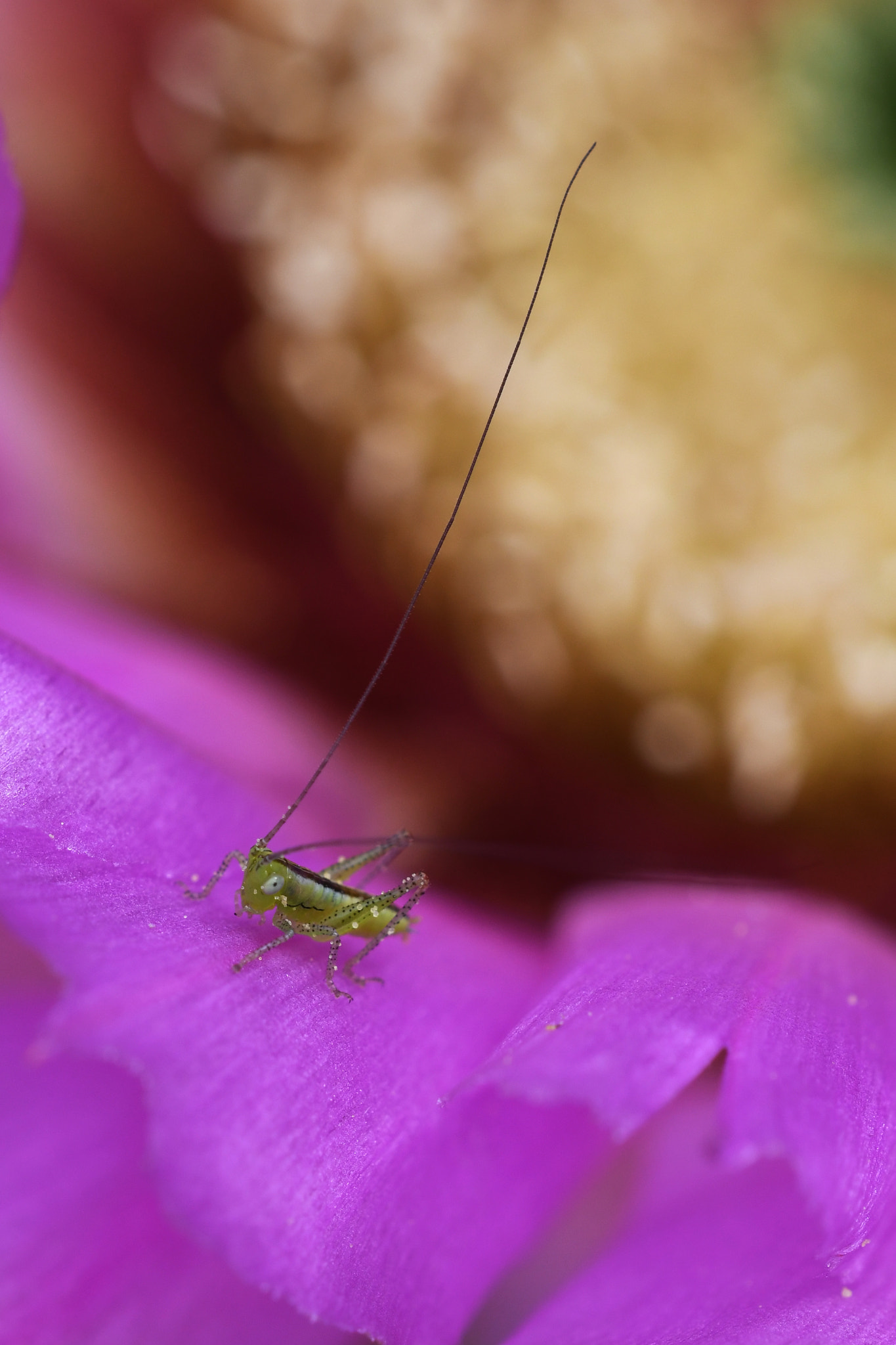 Sigma 150mm F2.8 EX DG OS Macro HSM sample photo. Sensory overload? photography