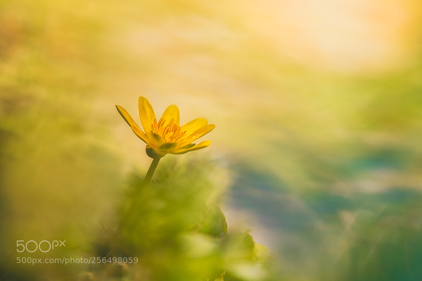 Nikon D500 sample photo. Yellow photography