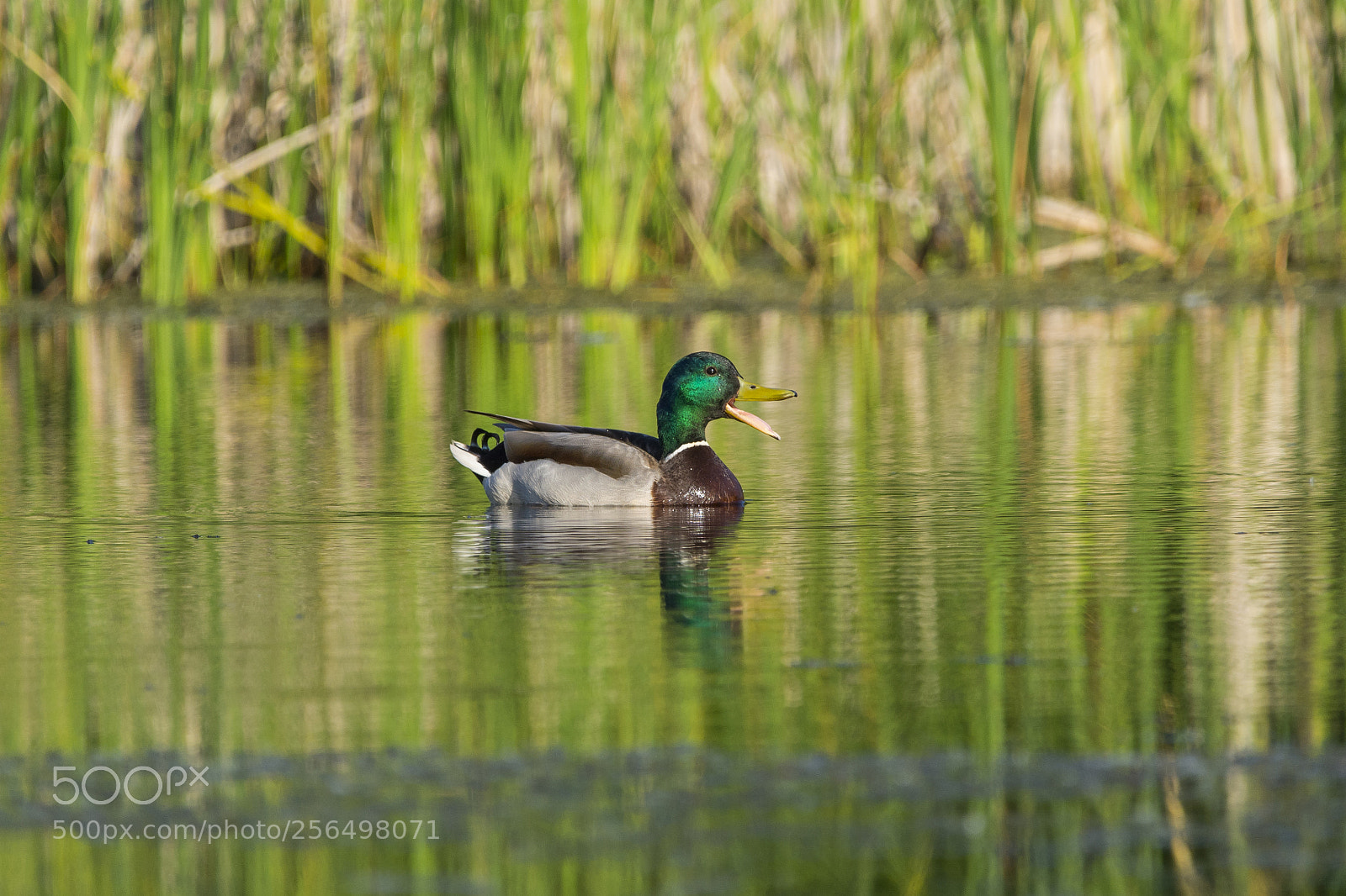 Nikon D7100 sample photo. Mallard photography