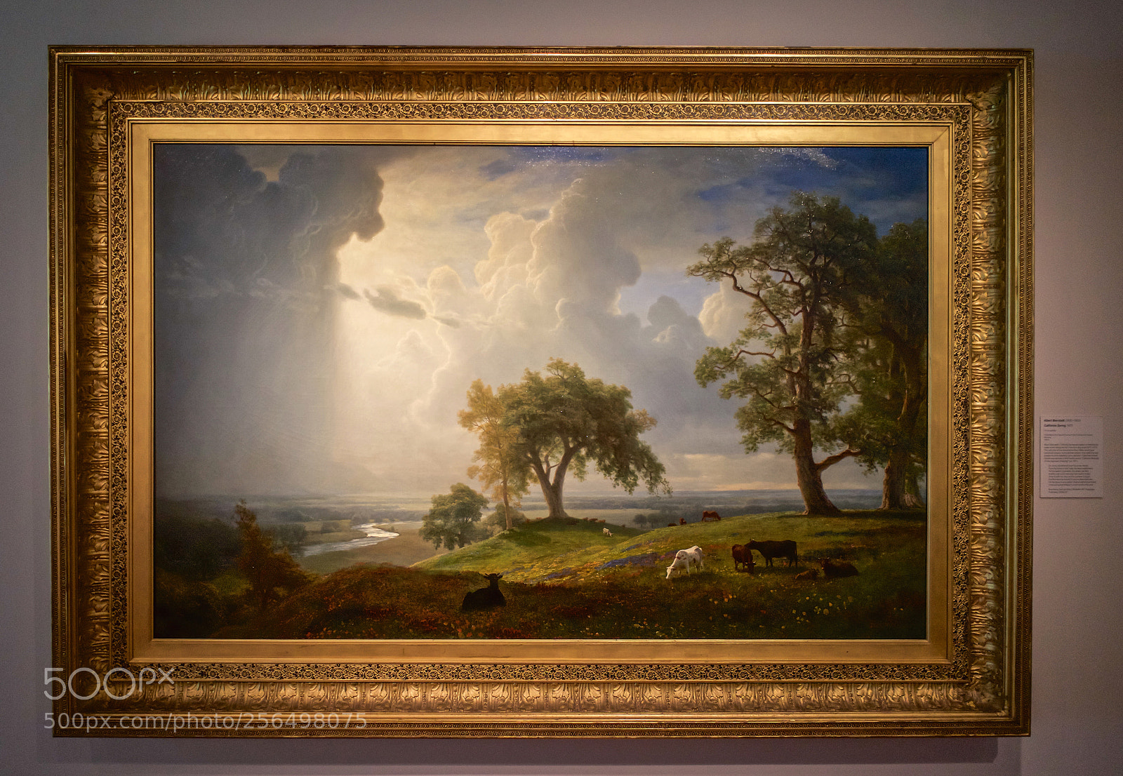 Sony a7 sample photo. California spring 1875 by photography