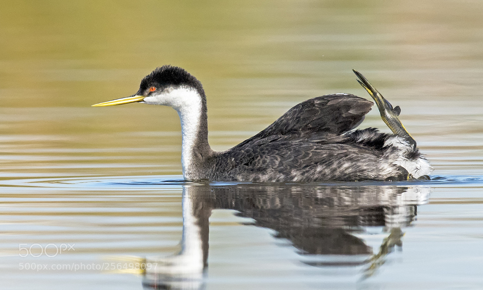 Nikon D810 sample photo. Clark's grebe photography