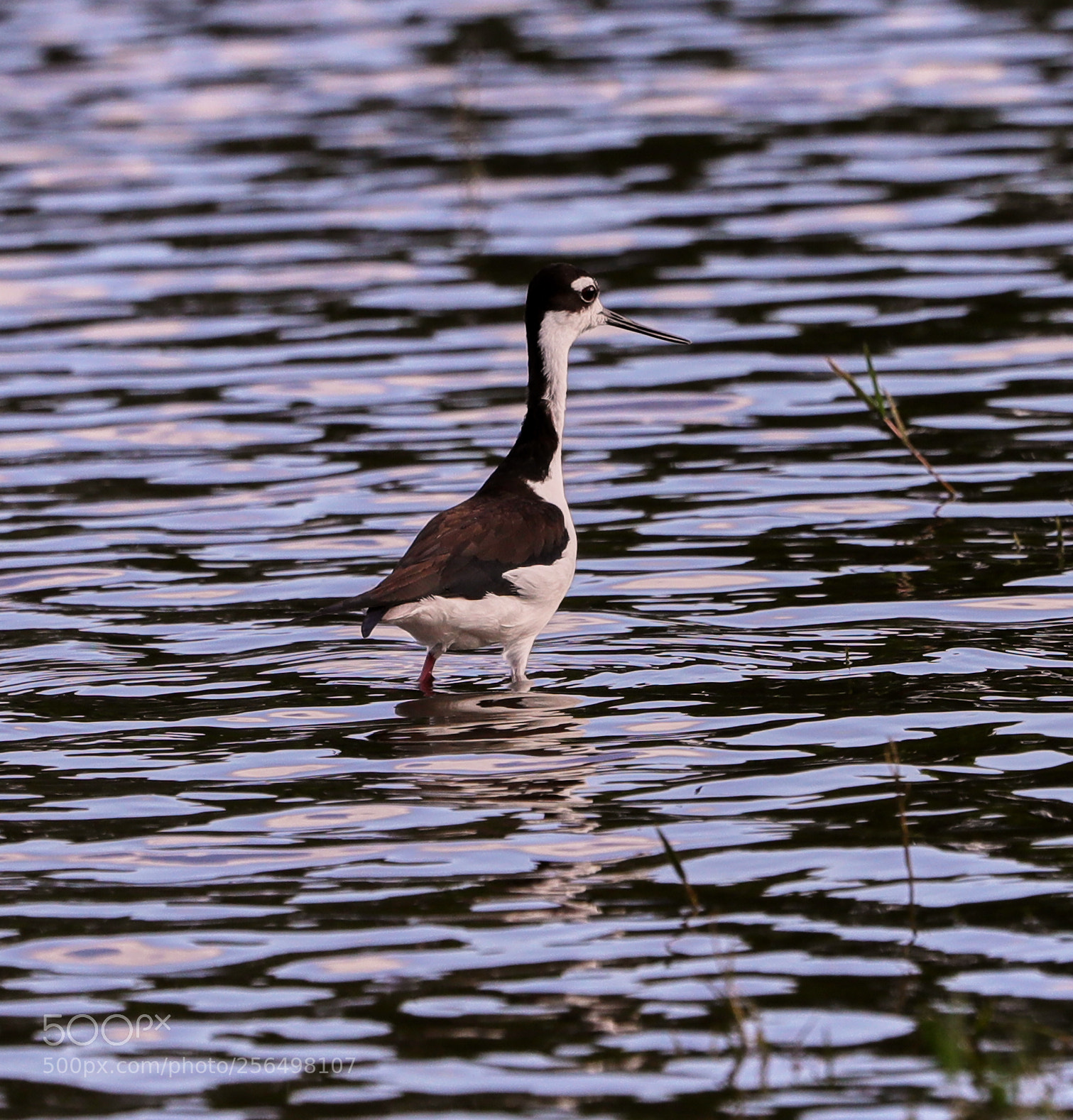Canon EOS-1D X Mark II sample photo. 05-04-18-0016004.jpg photography