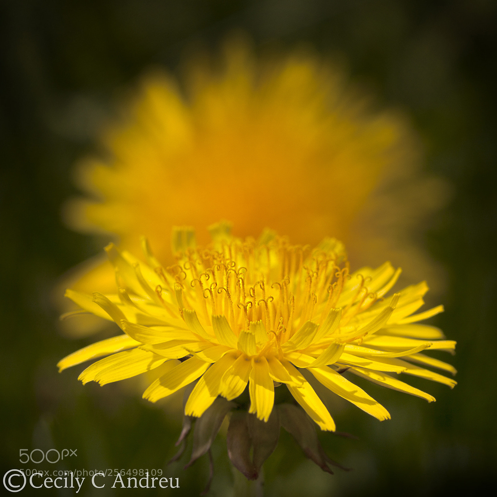 Canon EOS 40D sample photo. Vitality photography