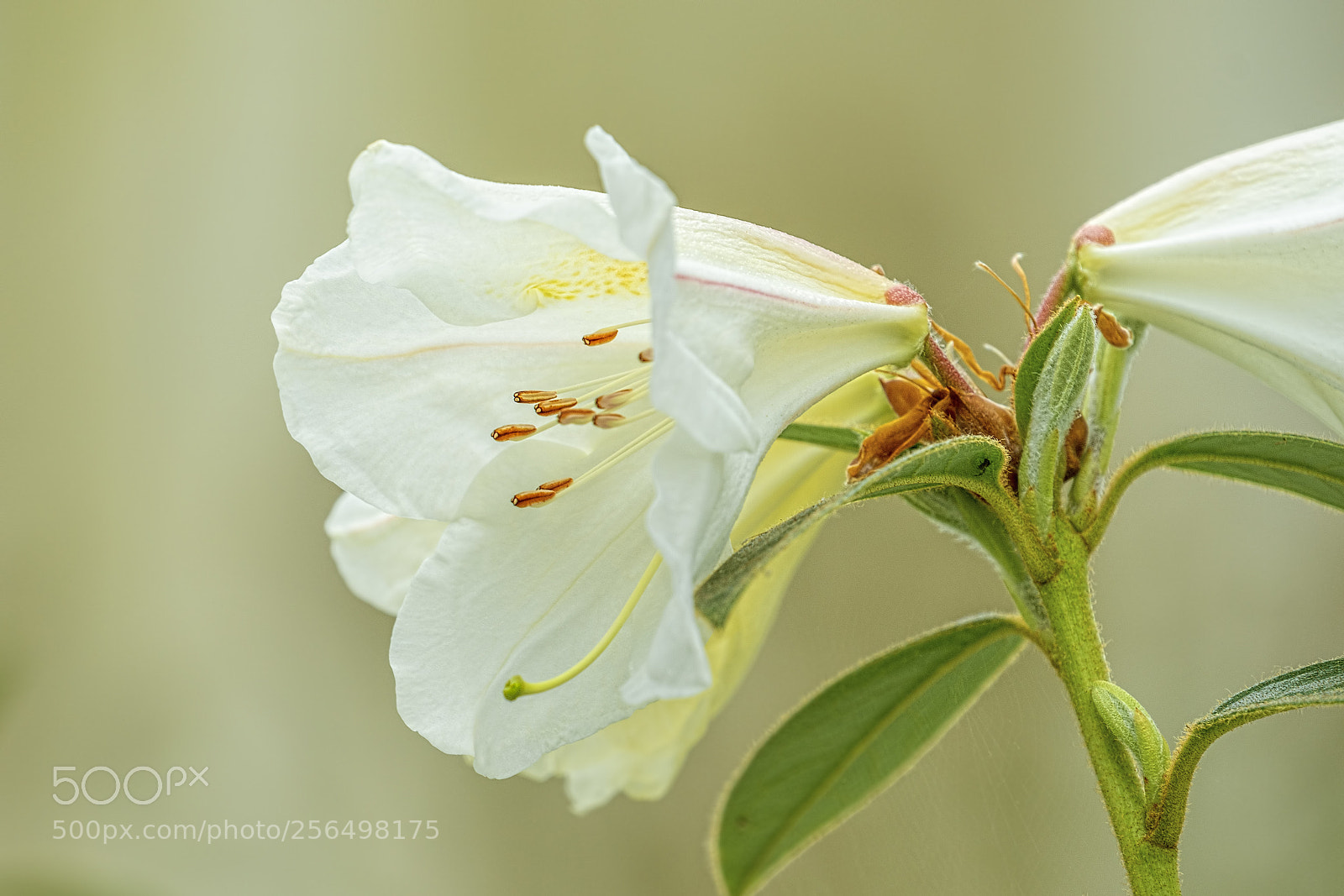 Sony a7R II sample photo. Rhododendron photography