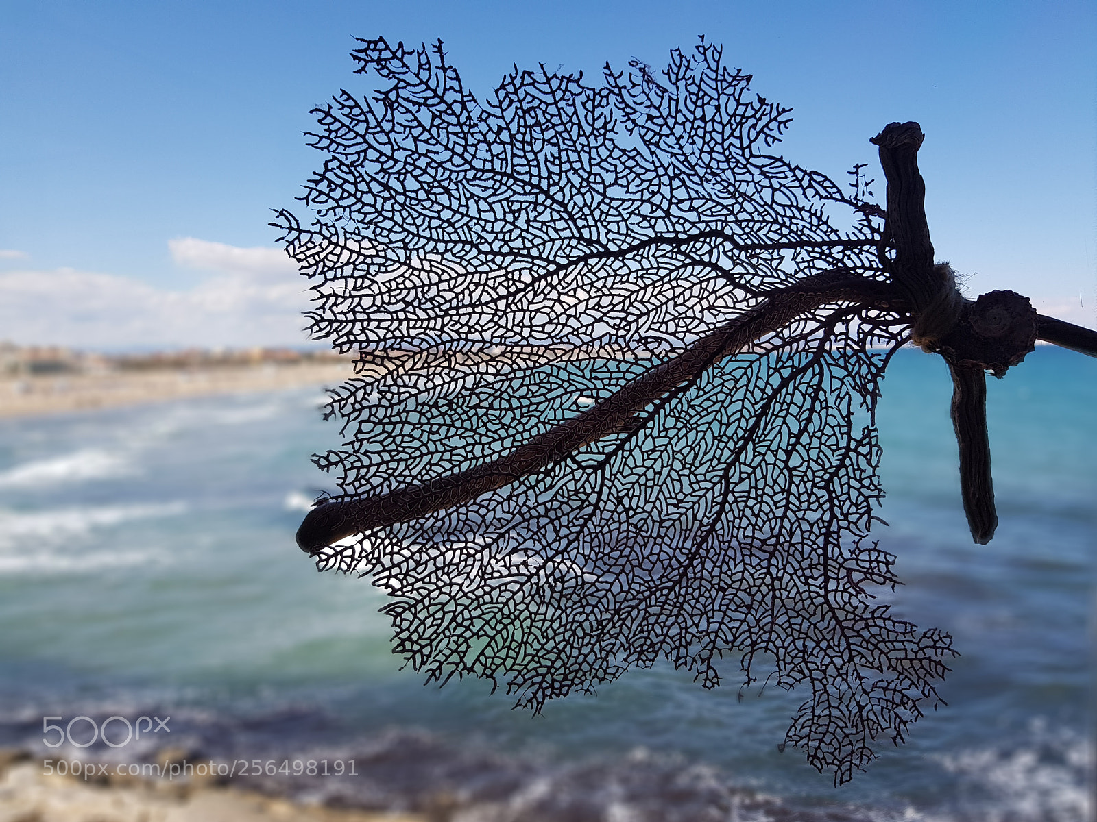 Samsung Galaxy S8 sample photo. Artiván photography