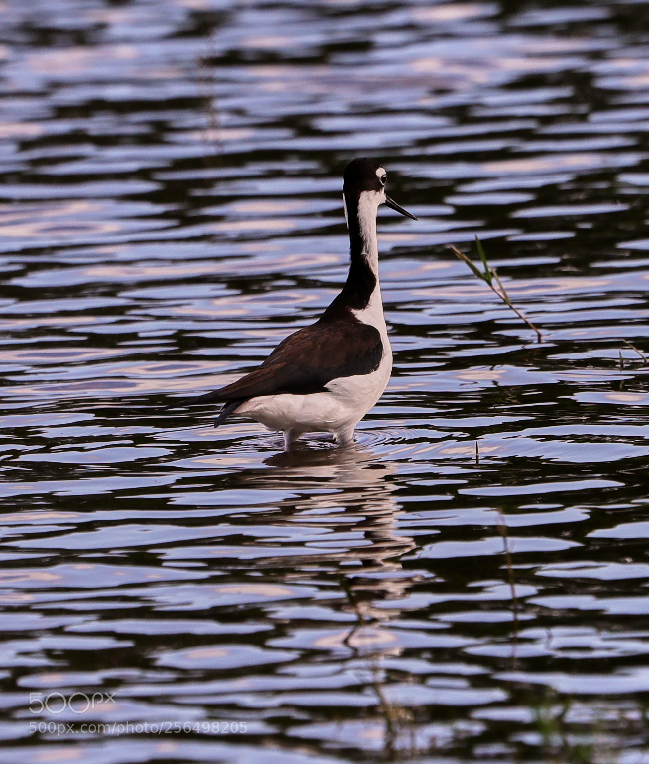 Canon EOS-1D X Mark II sample photo. 05-04-18-0016002.jpg photography