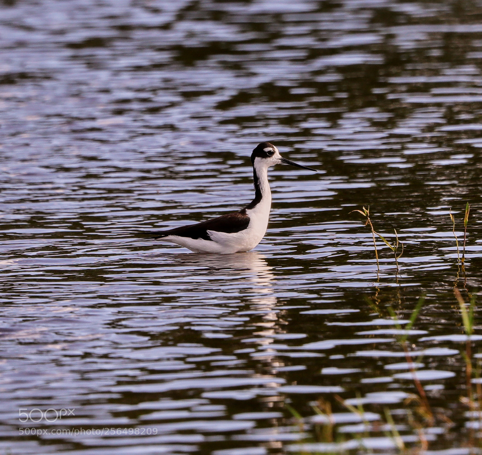Canon EOS-1D X Mark II sample photo. 05-04-18-0015999.jpg photography