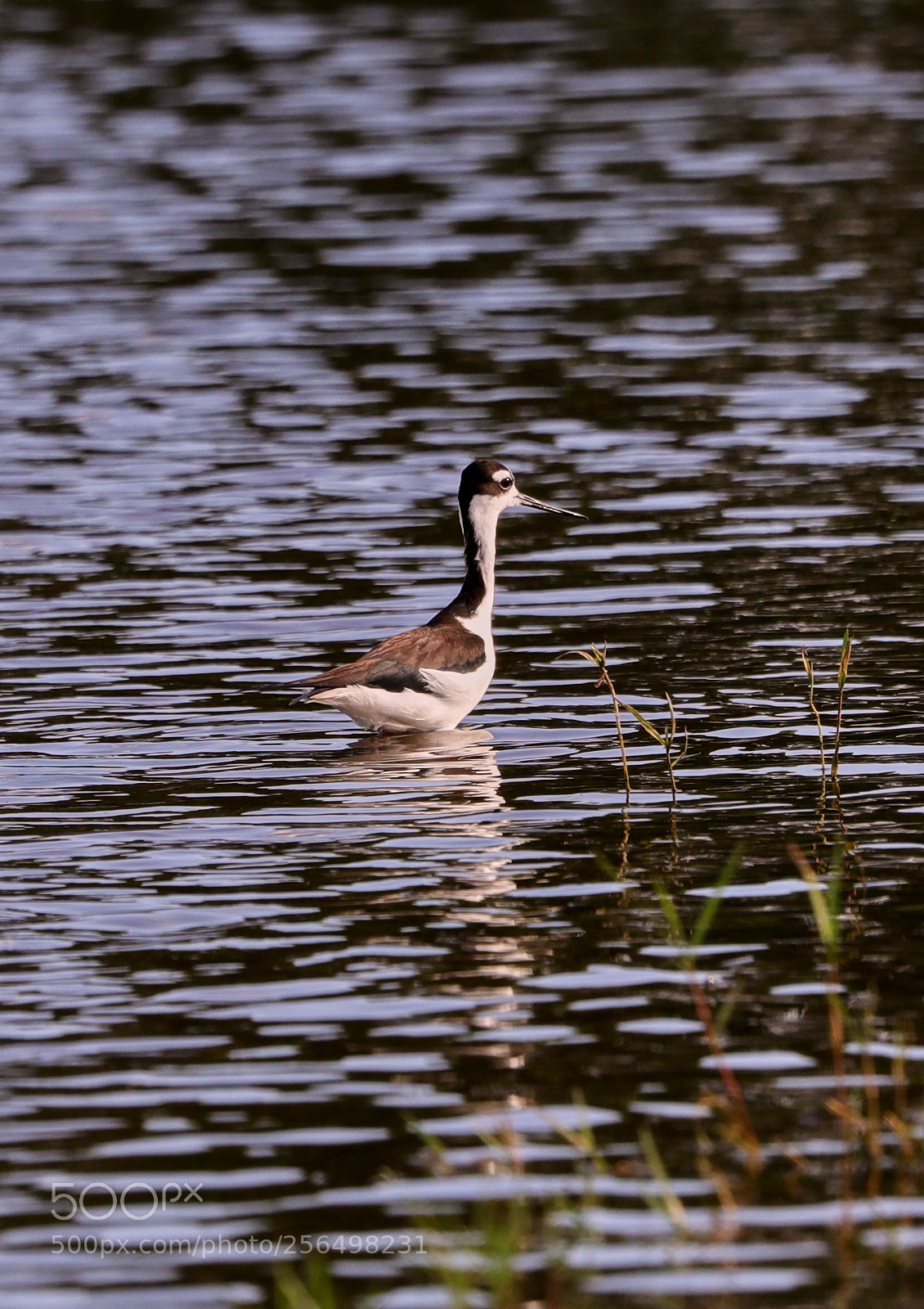Canon EOS-1D X Mark II sample photo. 05-04-18-0015998.jpg photography