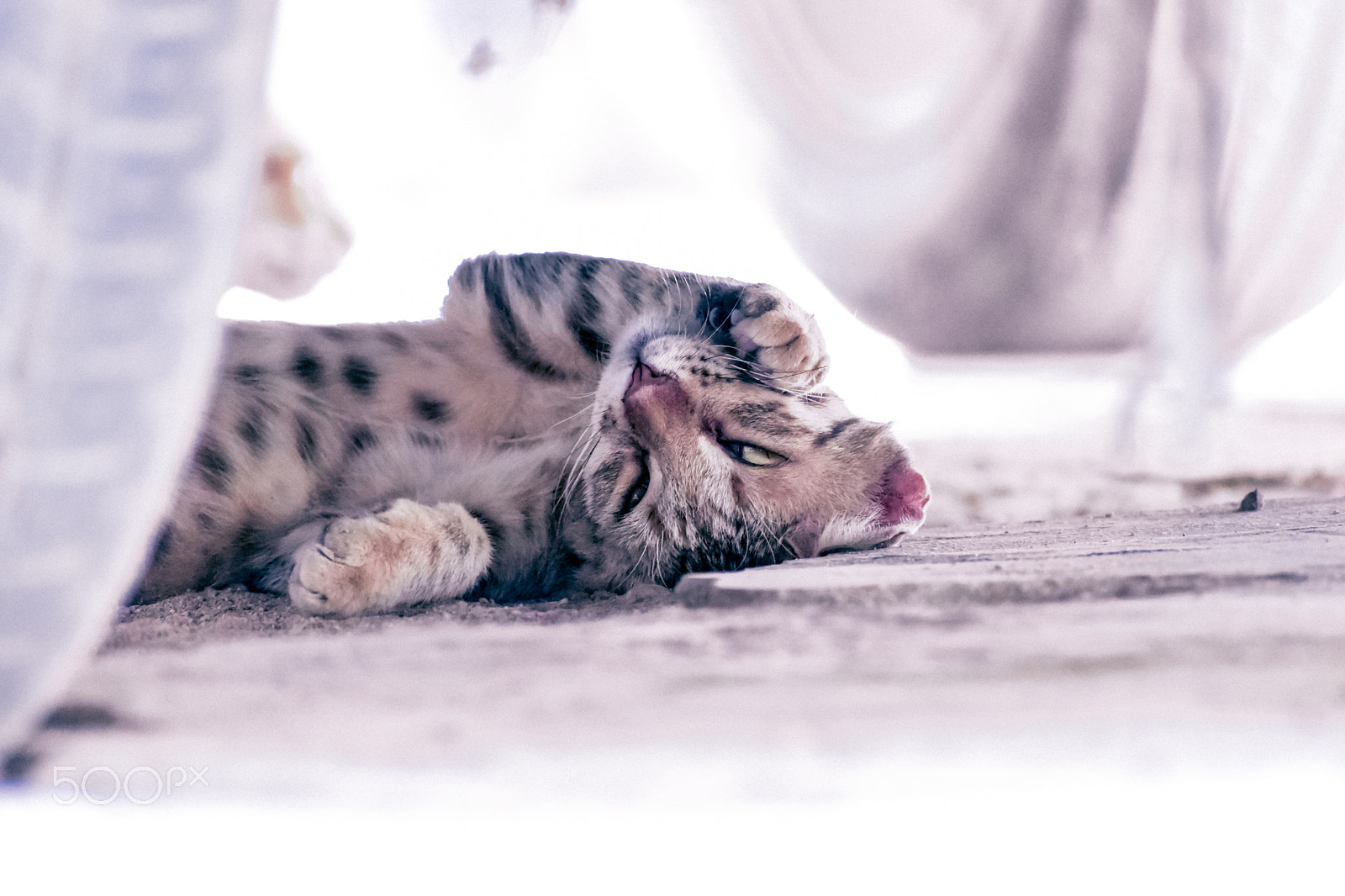 Nikon D3400 sample photo. Cuddle photography
