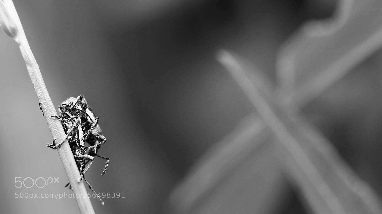 Canon EOS 70D sample photo. Insect show riot #7 photography