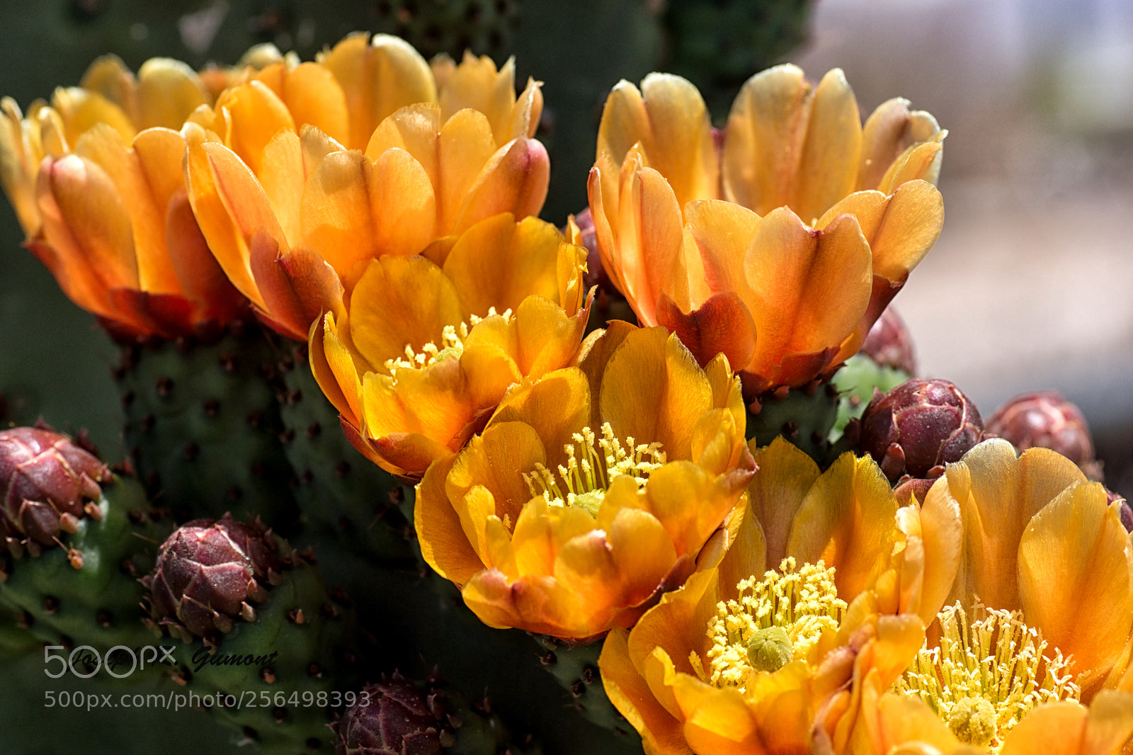 Sony SLT-A65 (SLT-A65V) sample photo. Cluster of cactus flowers photography