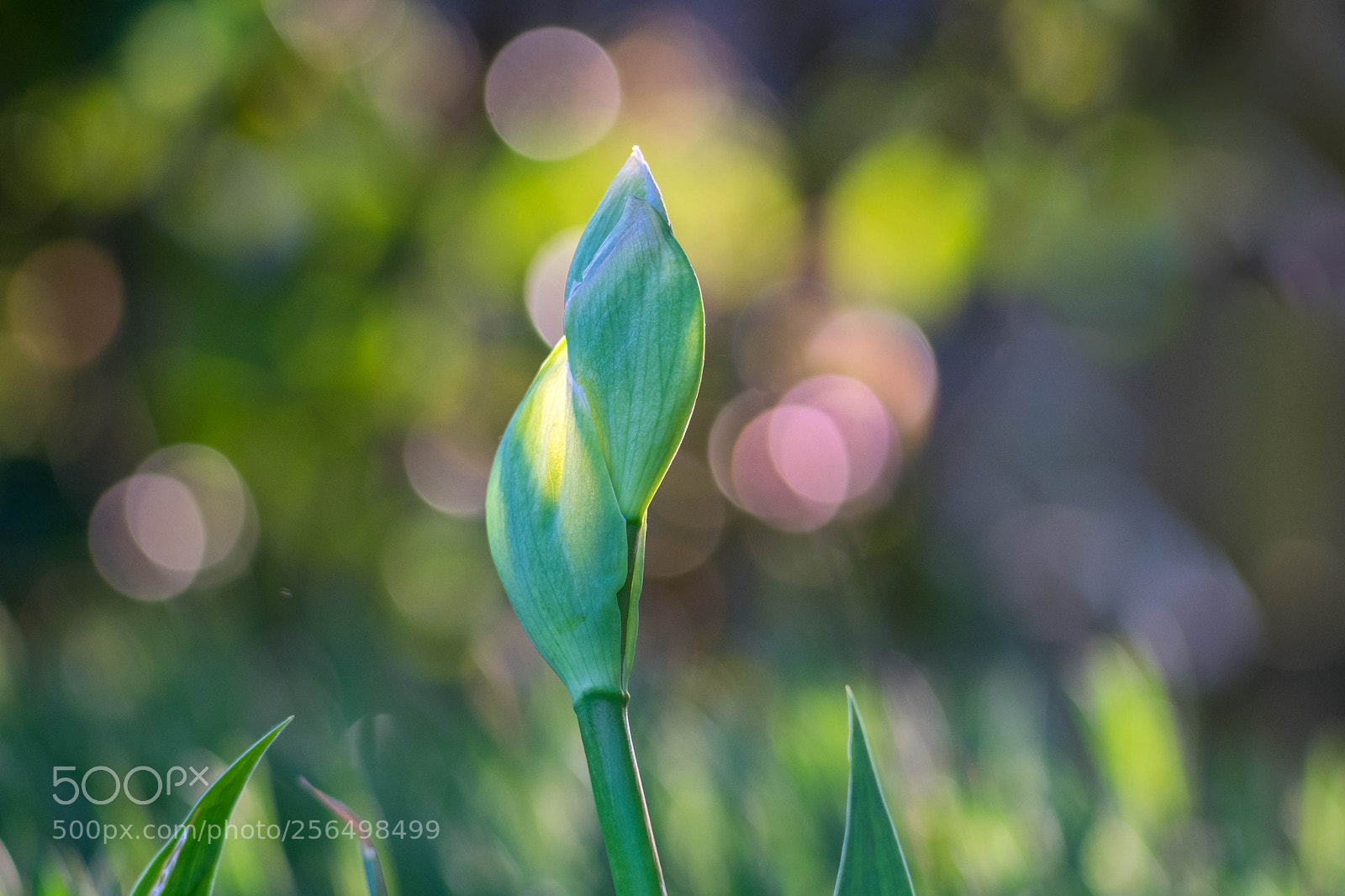 Fujifilm X-T10 sample photo. Gladiole photography