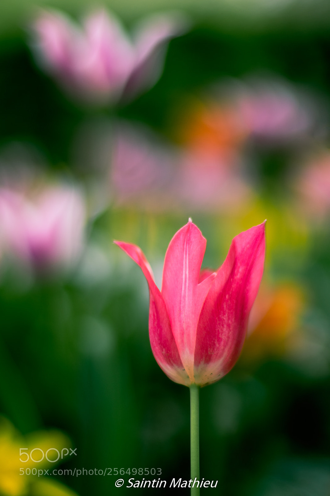 Canon EOS 7D Mark II sample photo. Tulipe 3 photography