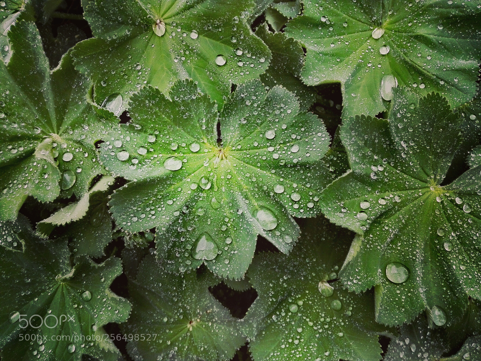 HUAWEI P8 Lite sample photo. After the rain ... photography