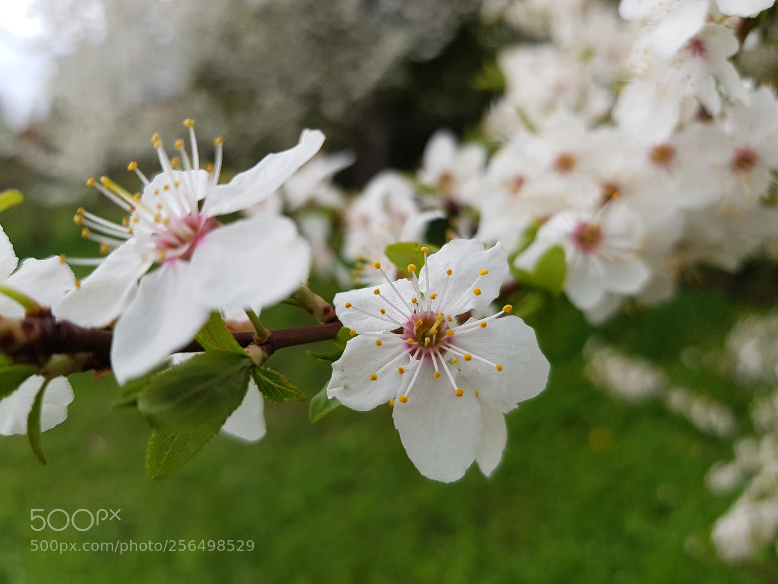 Samsung Galaxy S8 sample photo. Untitled photography