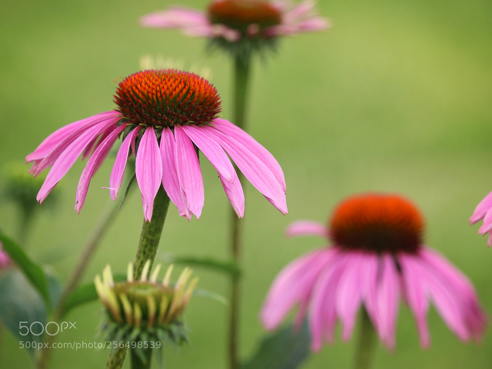 Canon EOS 800D (EOS Rebel T7i / EOS Kiss X9i) sample photo. Flowers photography