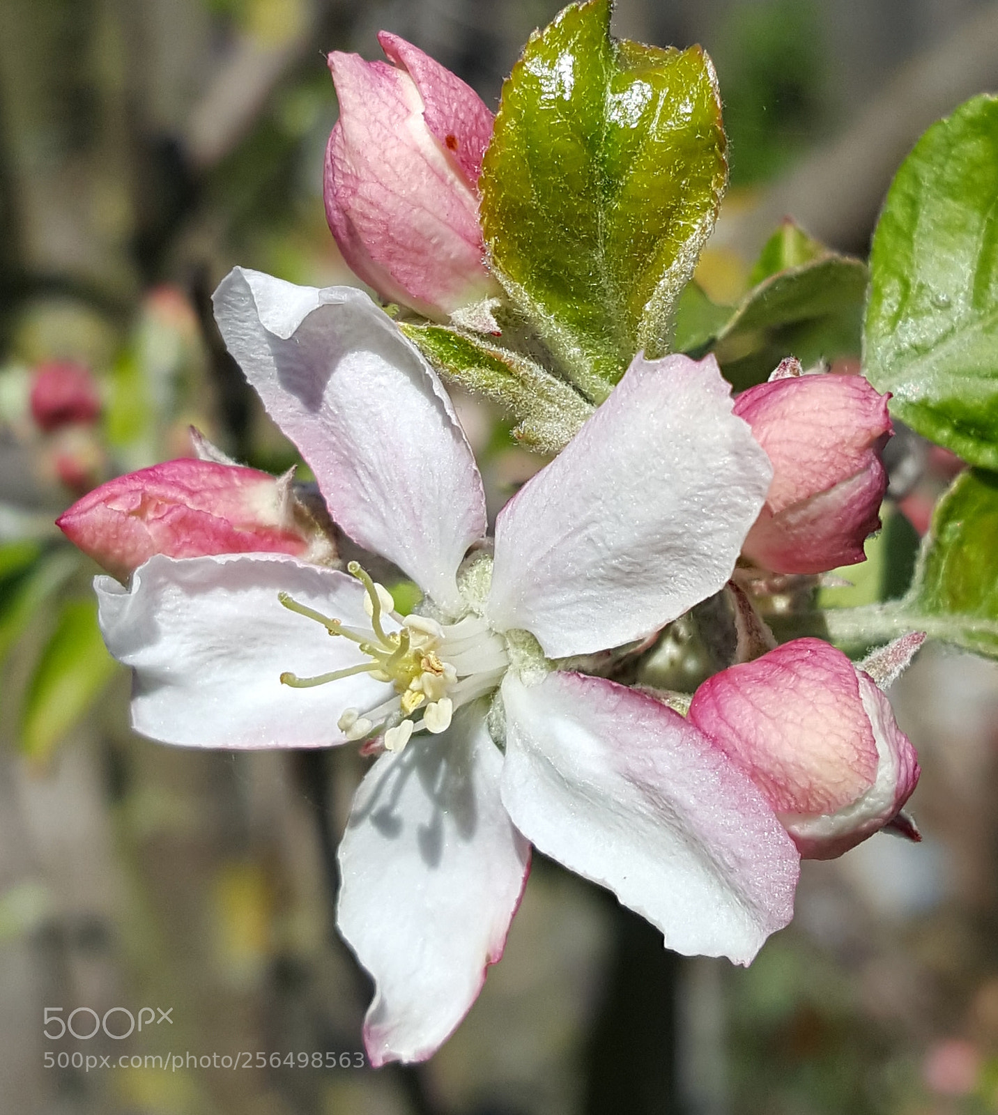 Samsung Galaxy S6 sample photo. Appleblossom in may photography