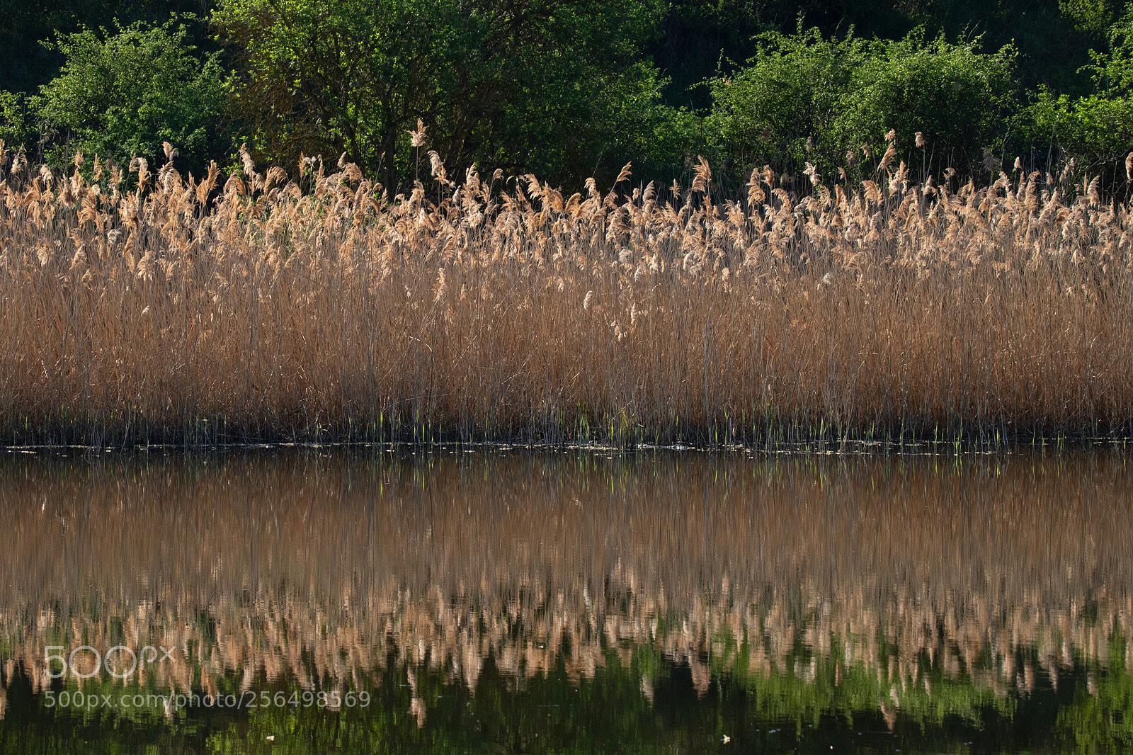 Canon EOS 750D (EOS Rebel T6i / EOS Kiss X8i) sample photo. Reflections photography
