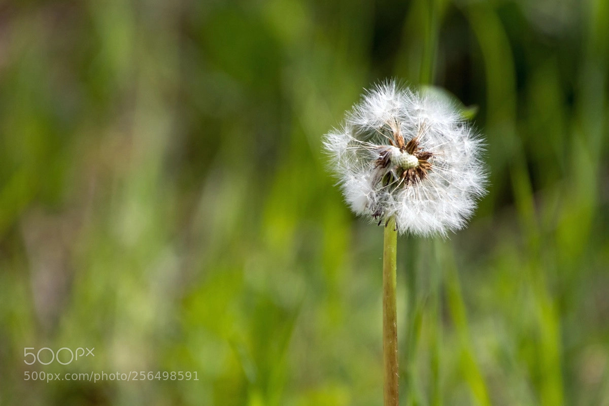 Canon EOS 80D sample photo. Der fr hling ist photography