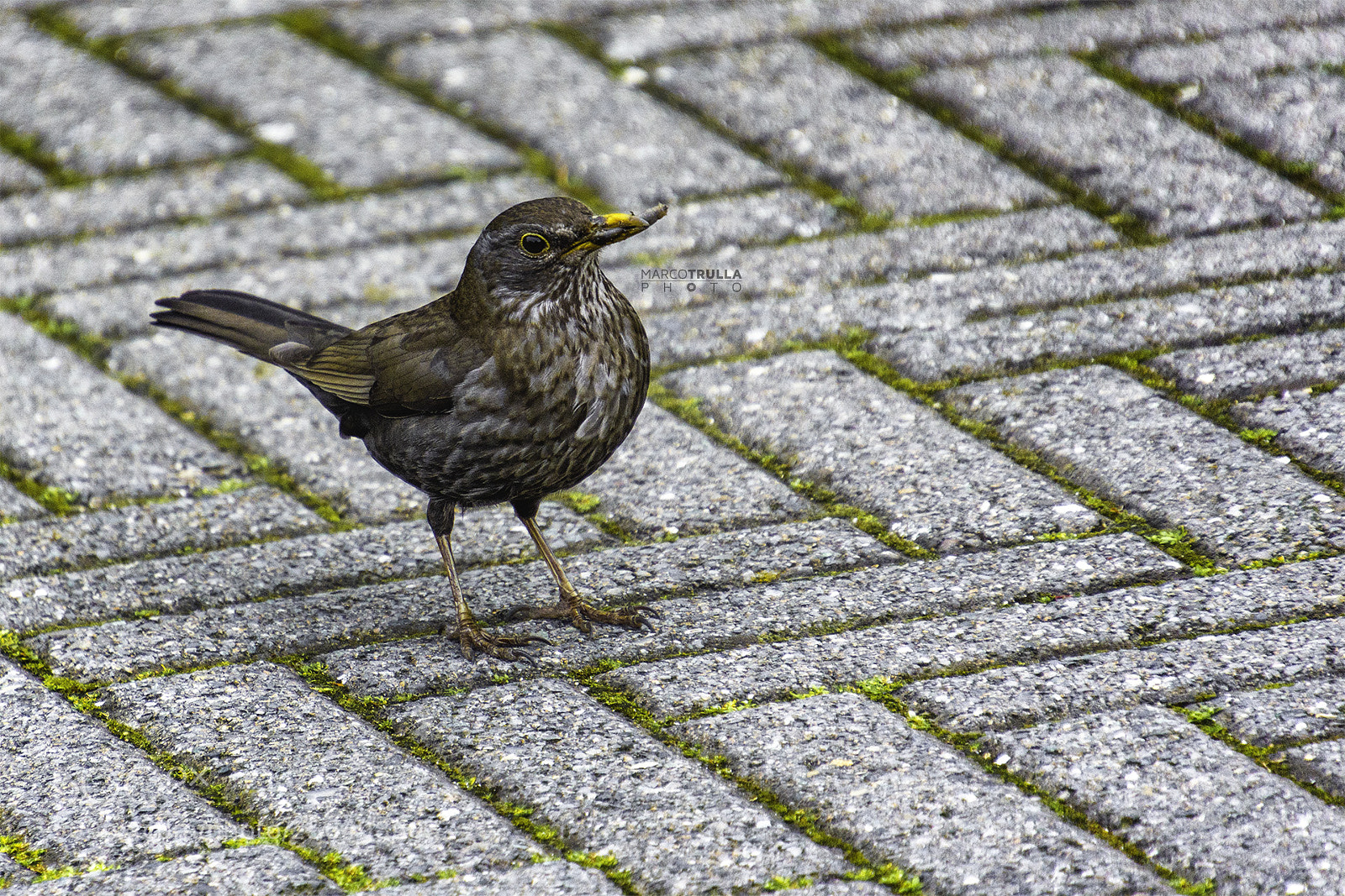 Nikon D7200 sample photo. Blackbird are you watching photography