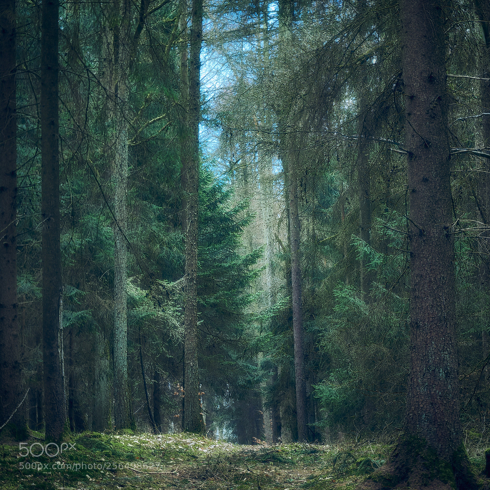 Sony a6000 sample photo. Walking in the woods  photography