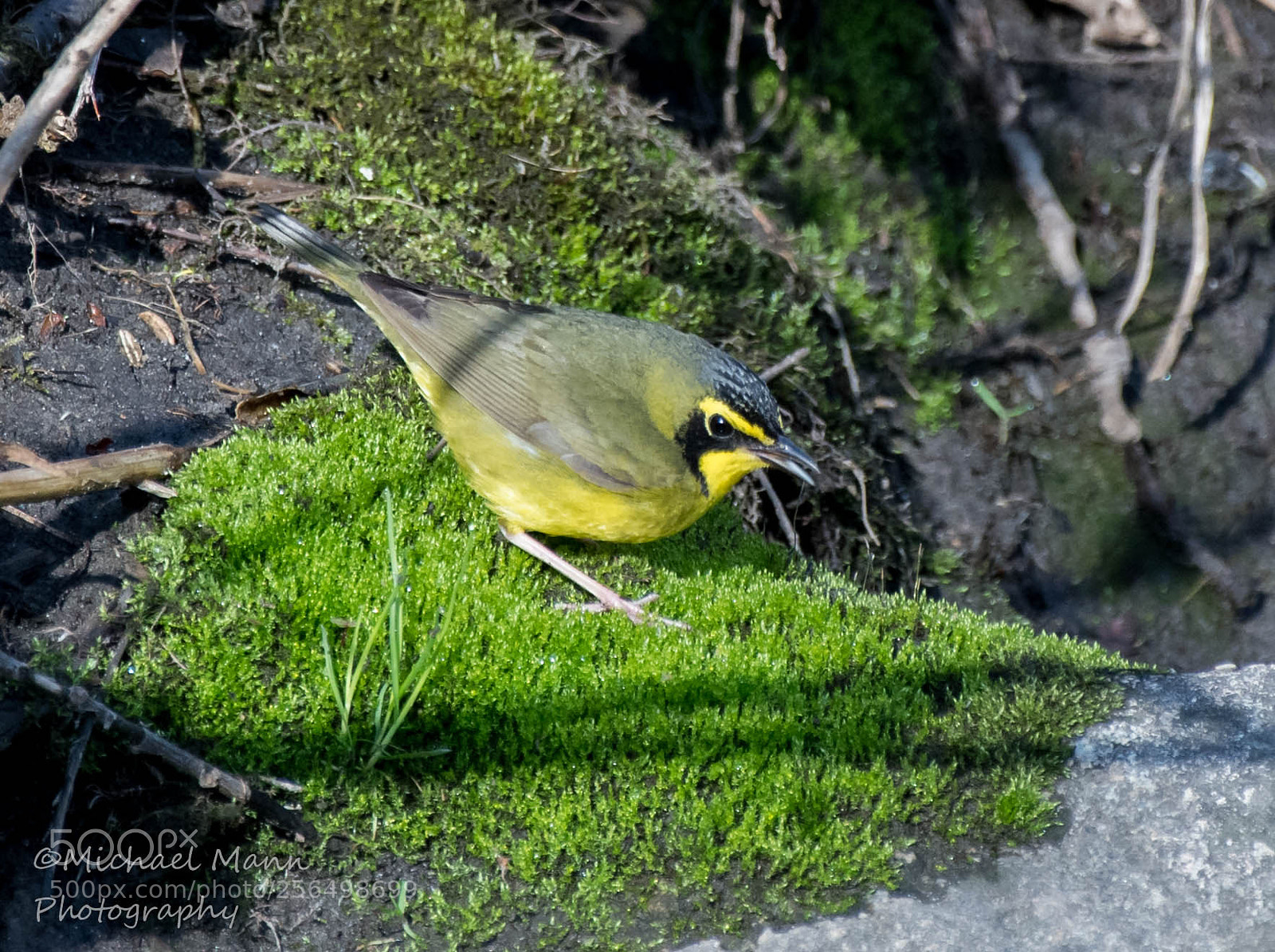 Nikon D850 sample photo. Kentucky warbler photography