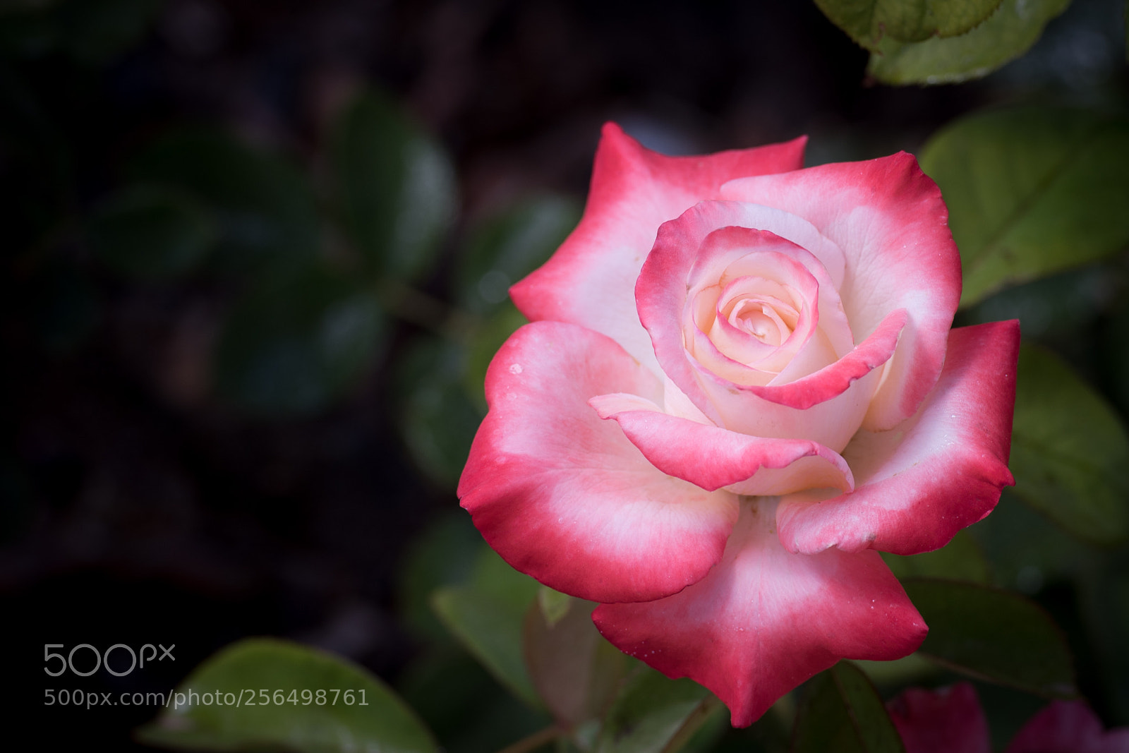 Nikon D750 sample photo. Upon a spring morning photography
