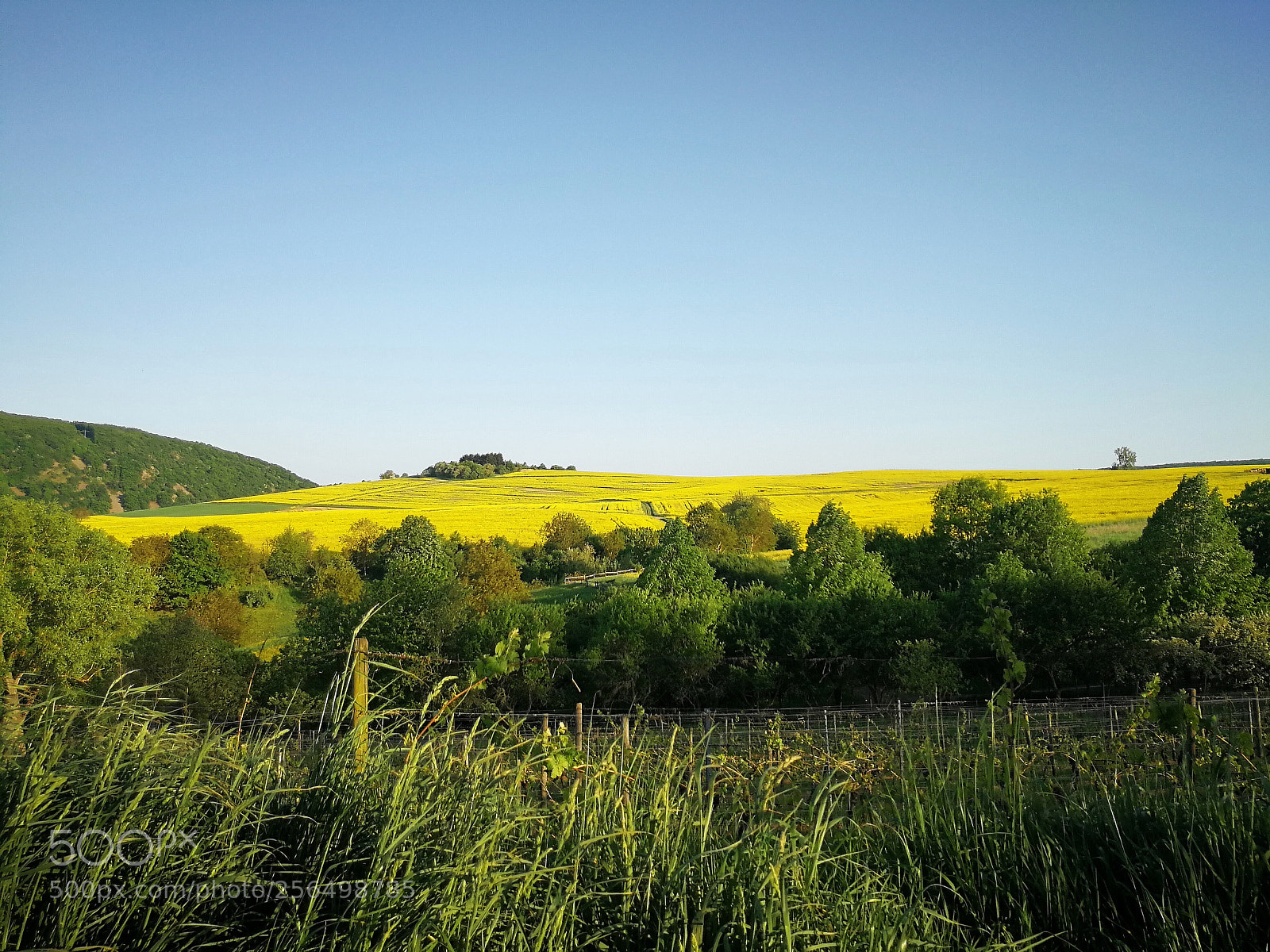 HUAWEI P10 Plus sample photo. Rape fields photography
