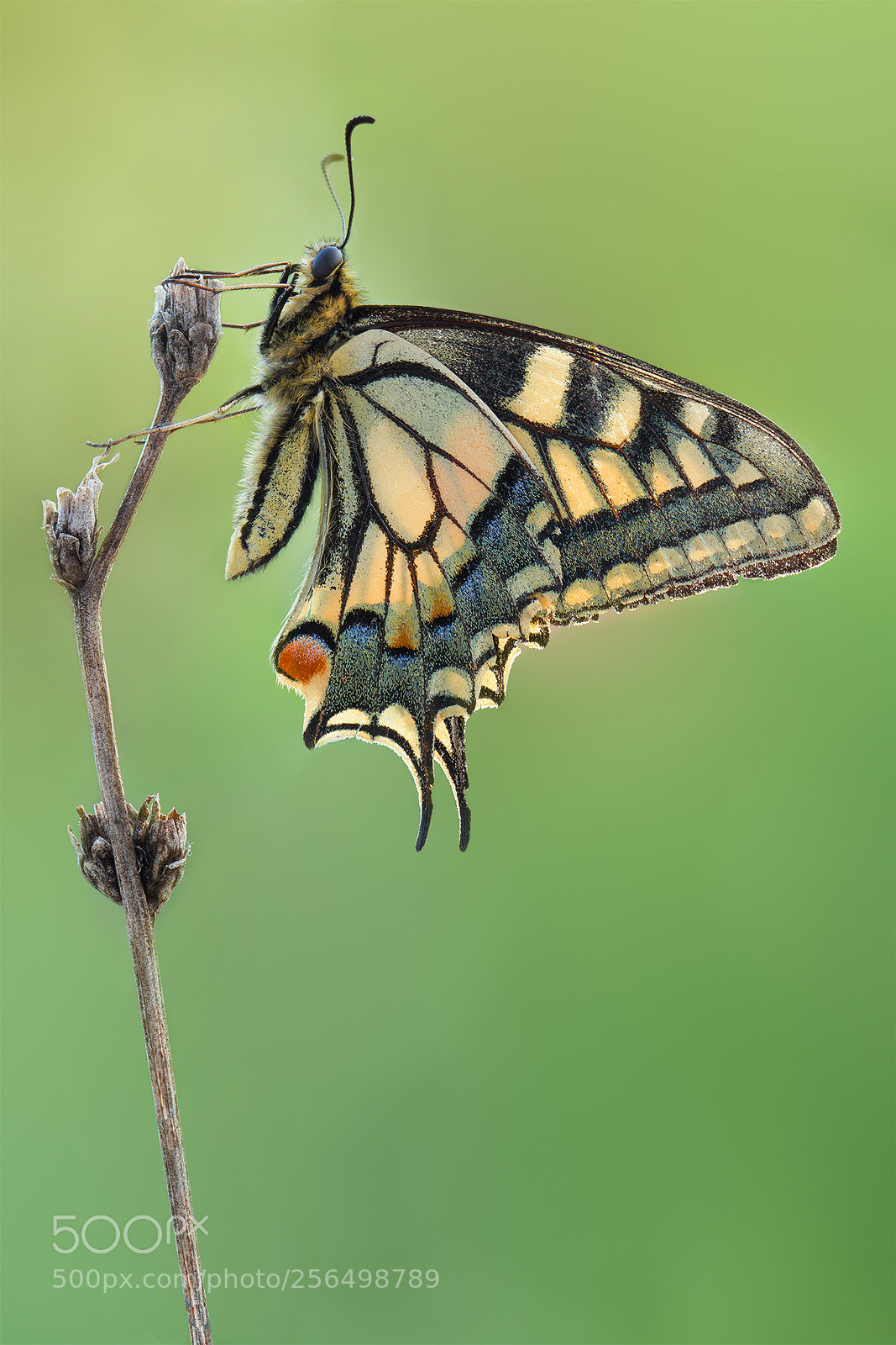Canon EOS 550D (EOS Rebel T2i / EOS Kiss X4) sample photo. Papilio machaon photography