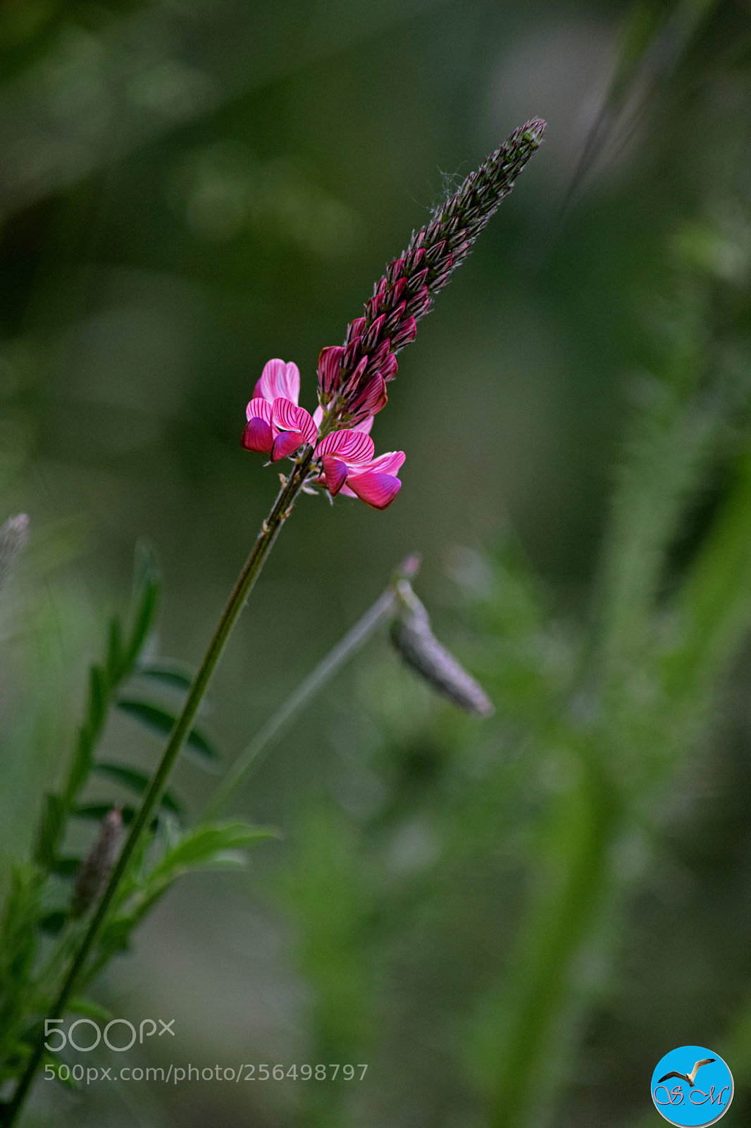Nikon D3300 sample photo. Ma naissance ! photography