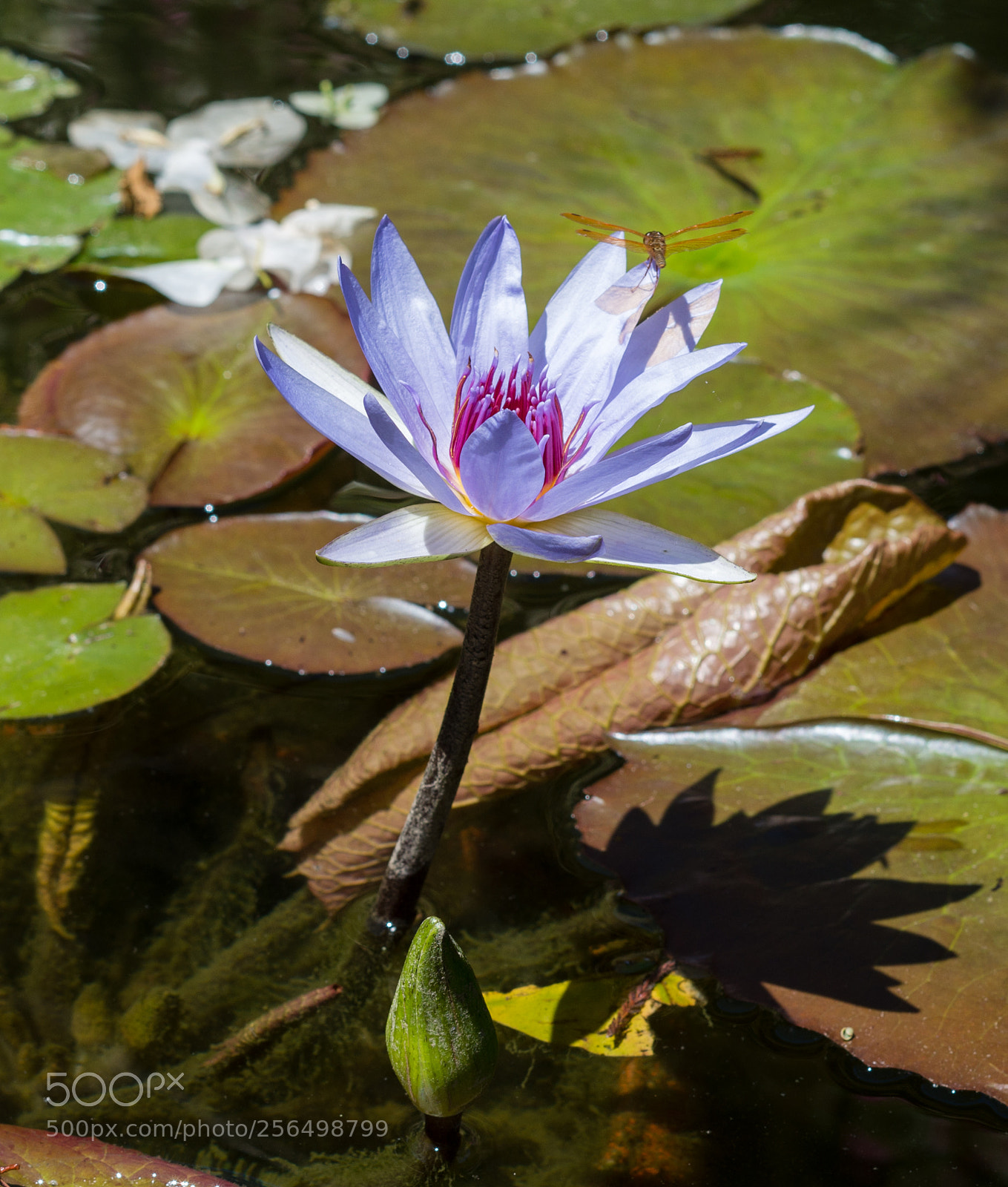 Pentax K-50 sample photo. Lirio photography