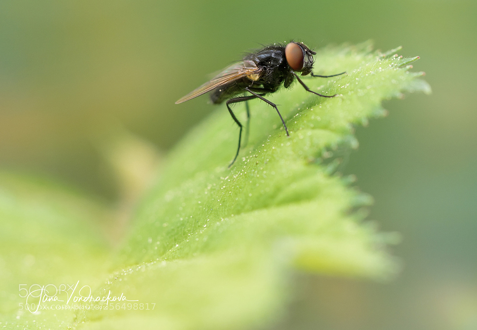 Olympus OM-D E-M1 sample photo. Fly photography