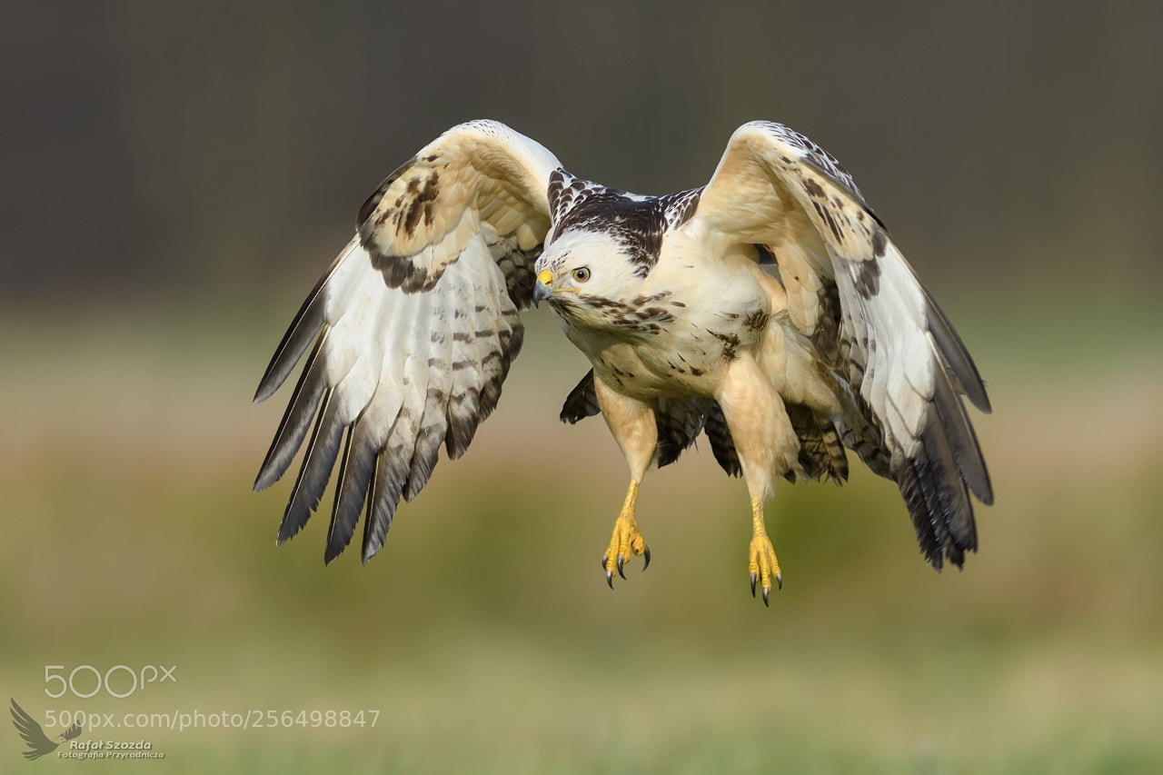 Nikon D500 sample photo. Myszo w, common buzzard photography
