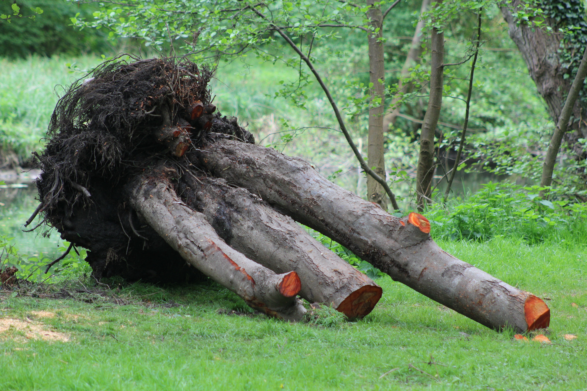 Canon EF 75-300mm f/4-5.6 sample photo. Arbre désolé. photography