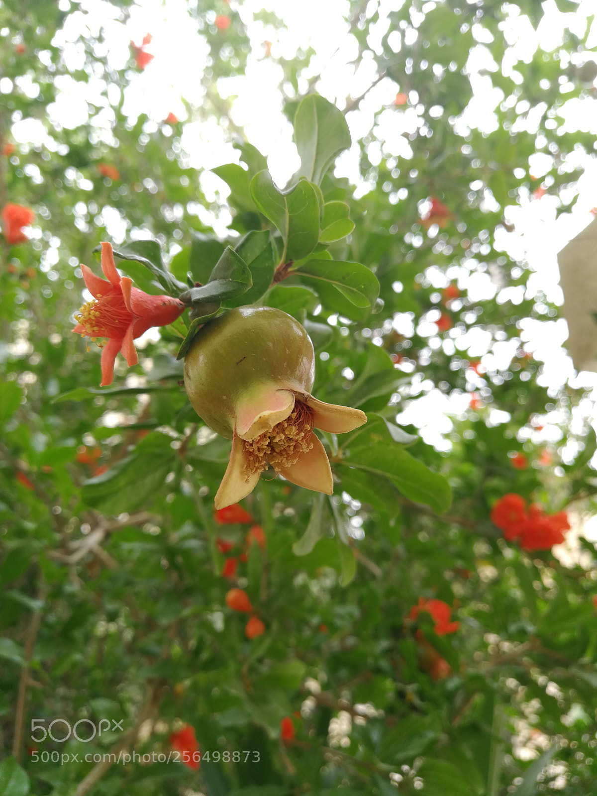 HUAWEI P10 Plus sample photo. Pomegranate photography