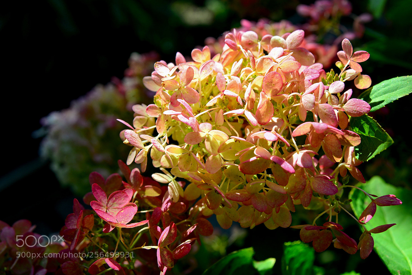 Nikon D600 sample photo. Hydrangea photography