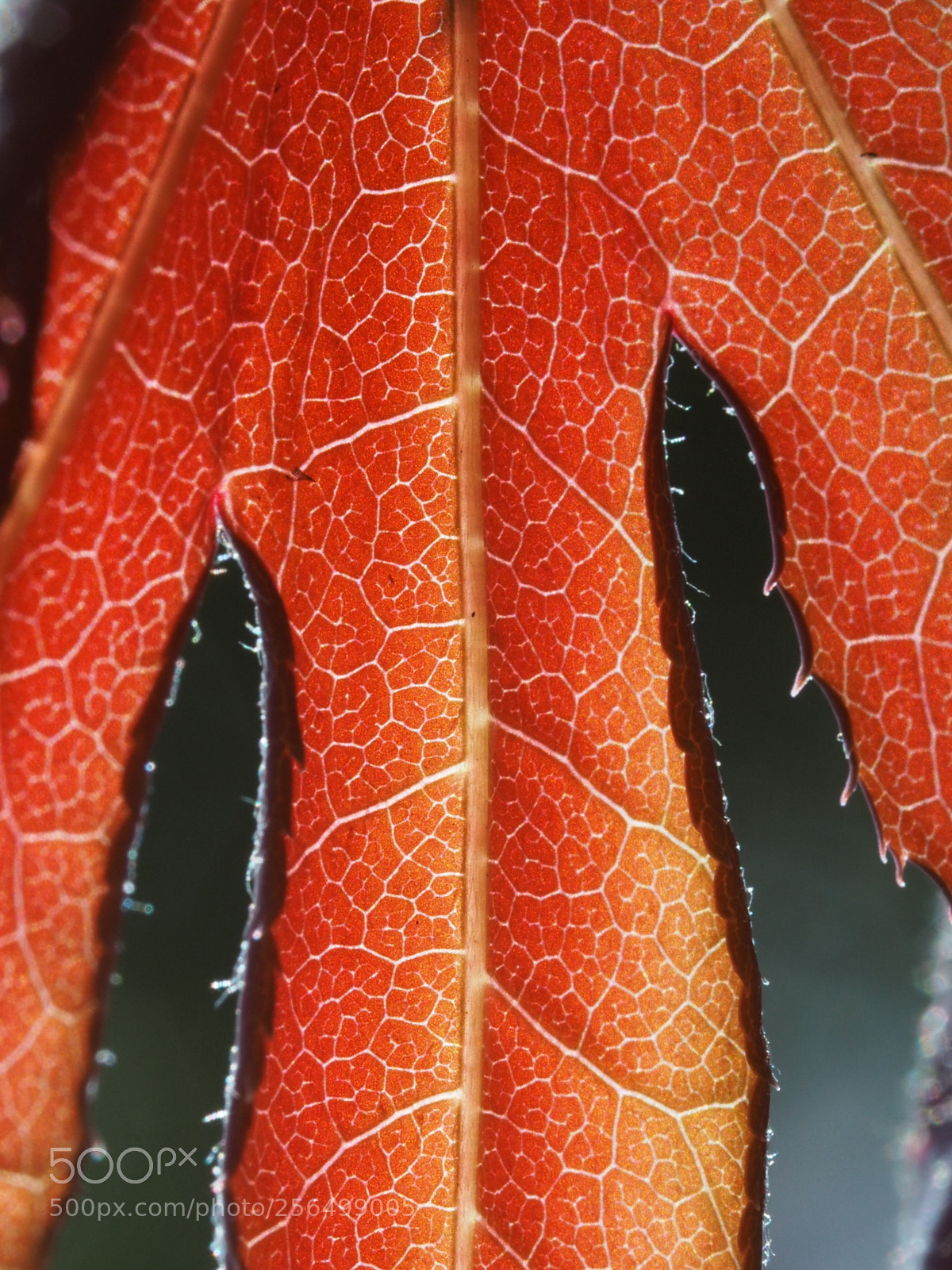 Olympus PEN E-PL7 sample photo. Leaf of a japanese photography