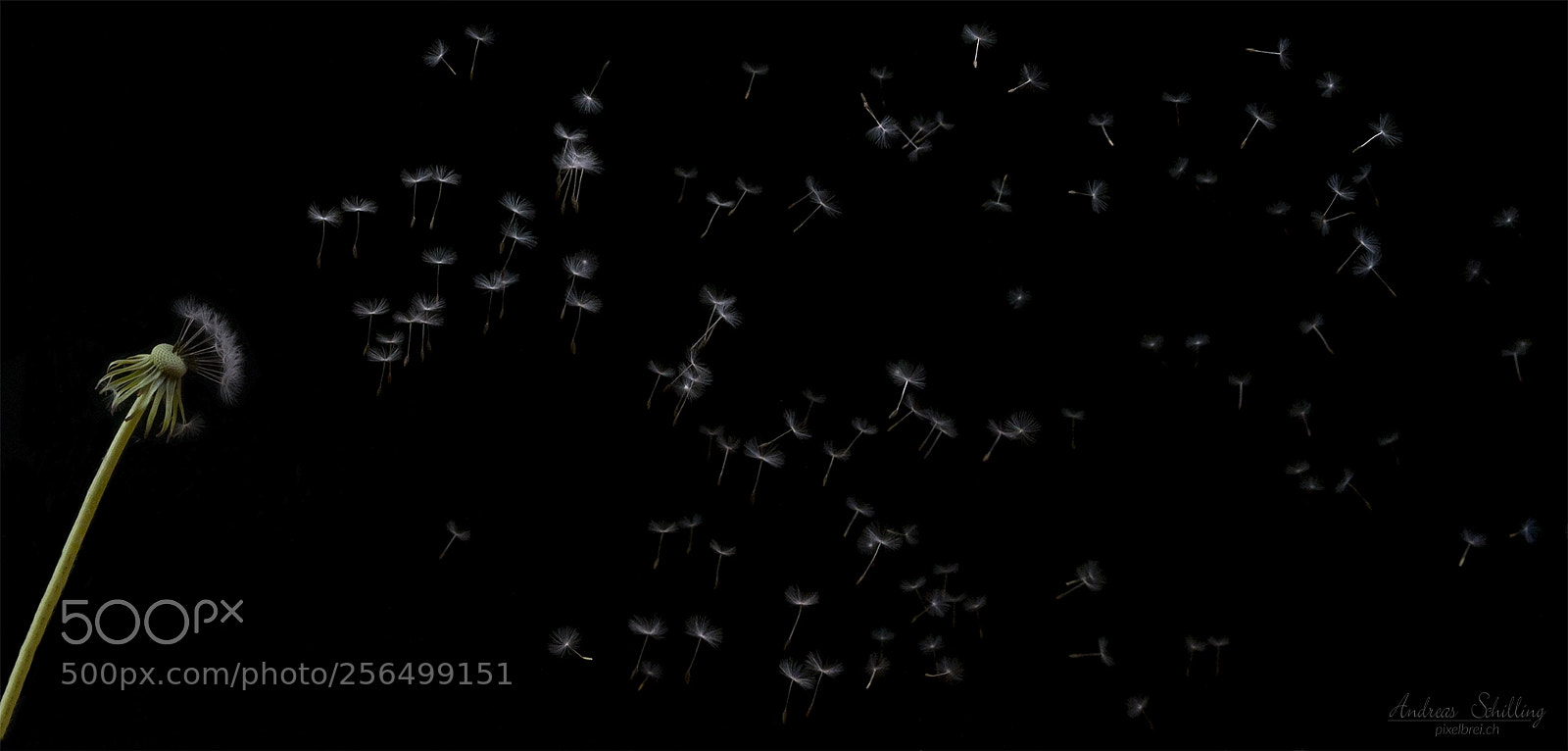 Nikon D800 sample photo. Dandelion photography