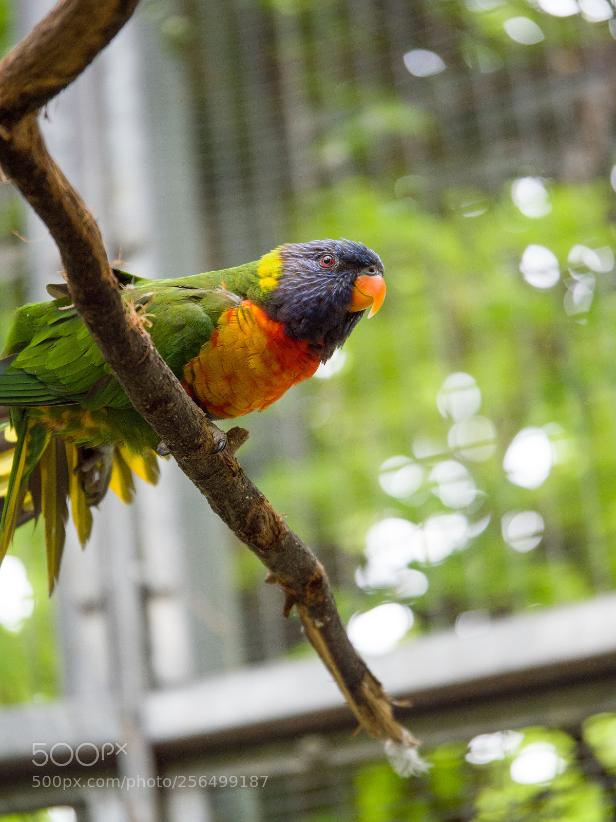 Panasonic Lumix DMC-GX8 sample photo. Is this a smile? photography