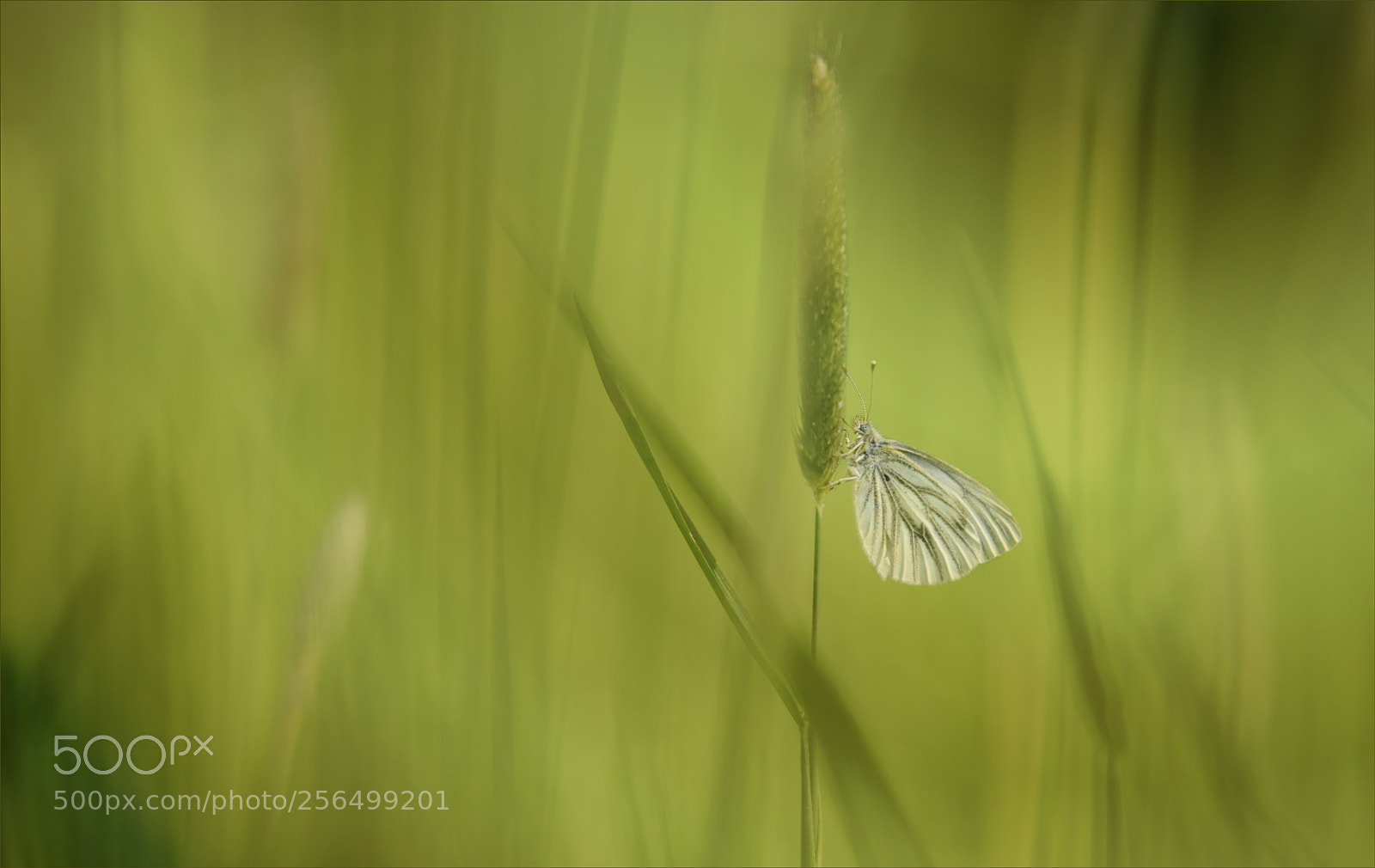 Nikon D810 sample photo. °meadow.angel° photography
