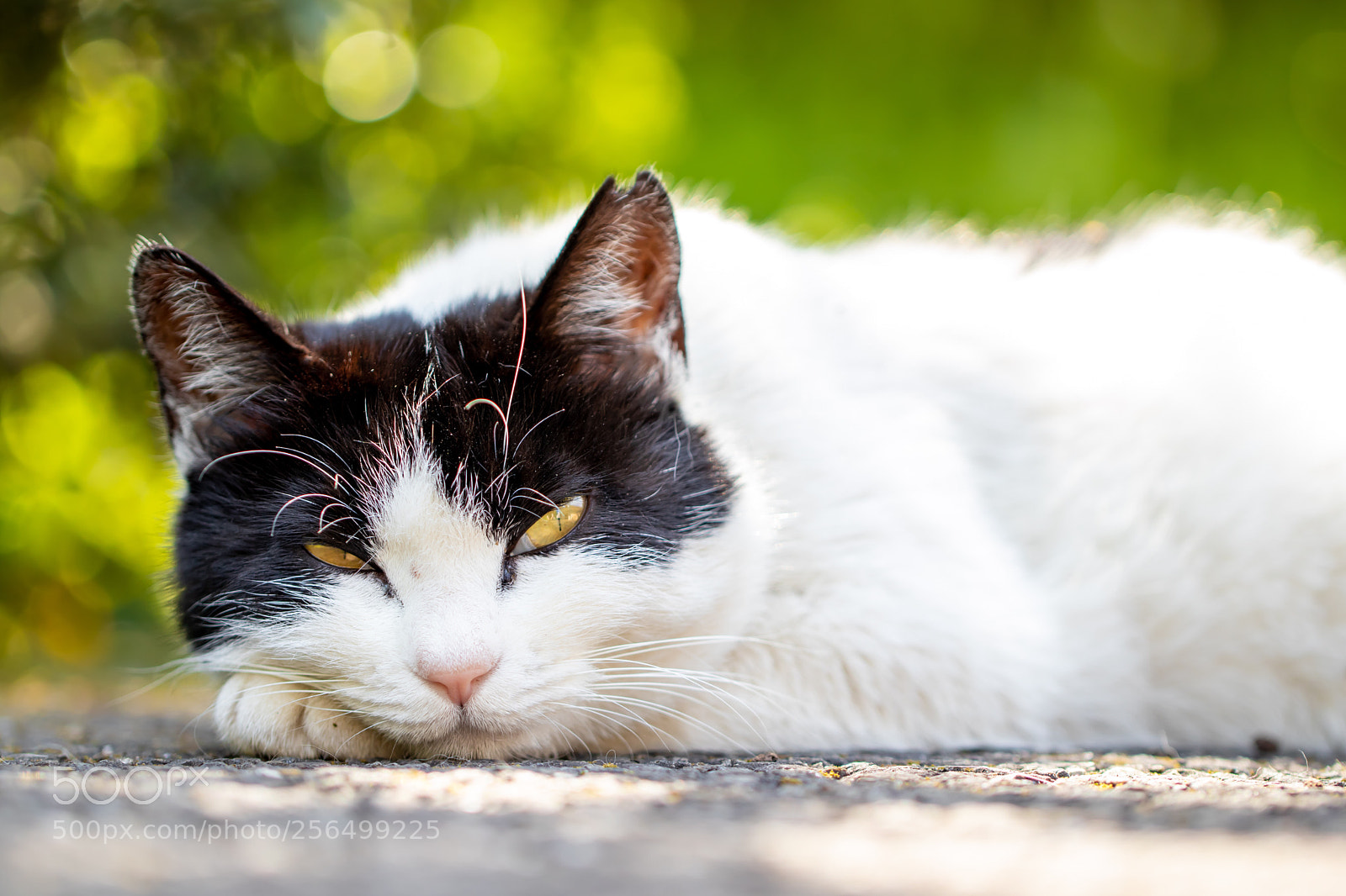 Canon EOS M5 sample photo. Sleepy cat photography