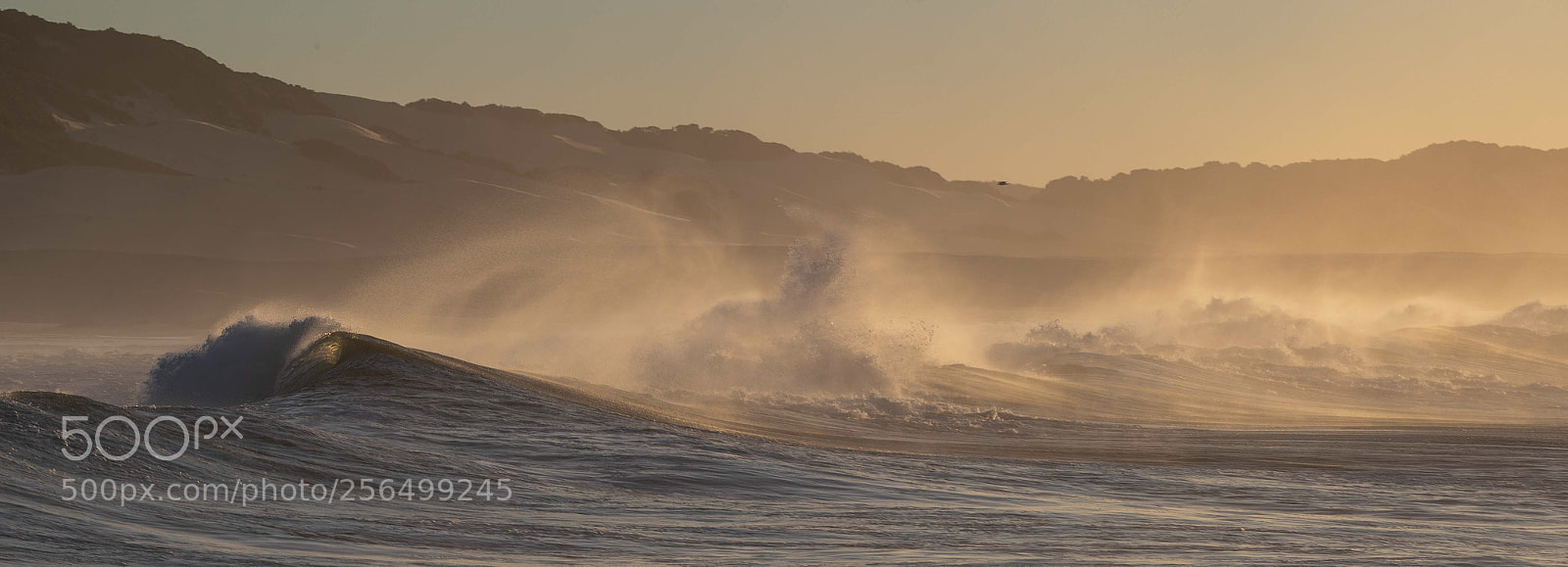 Canon EOS-1D X Mark II sample photo. Waves in the wind.. photography