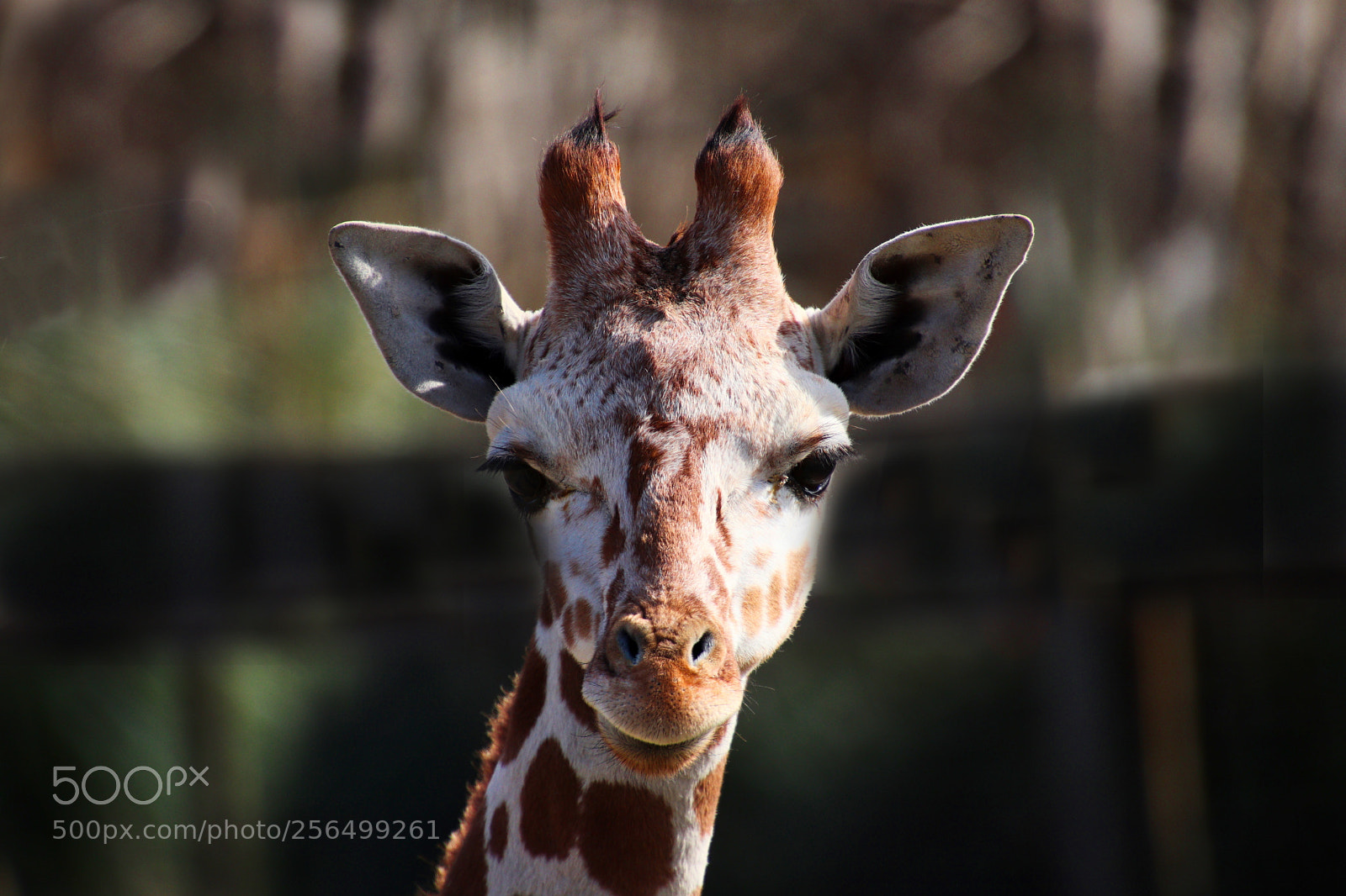 Canon EOS 77D (EOS 9000D / EOS 770D) sample photo. Hello, there! photography