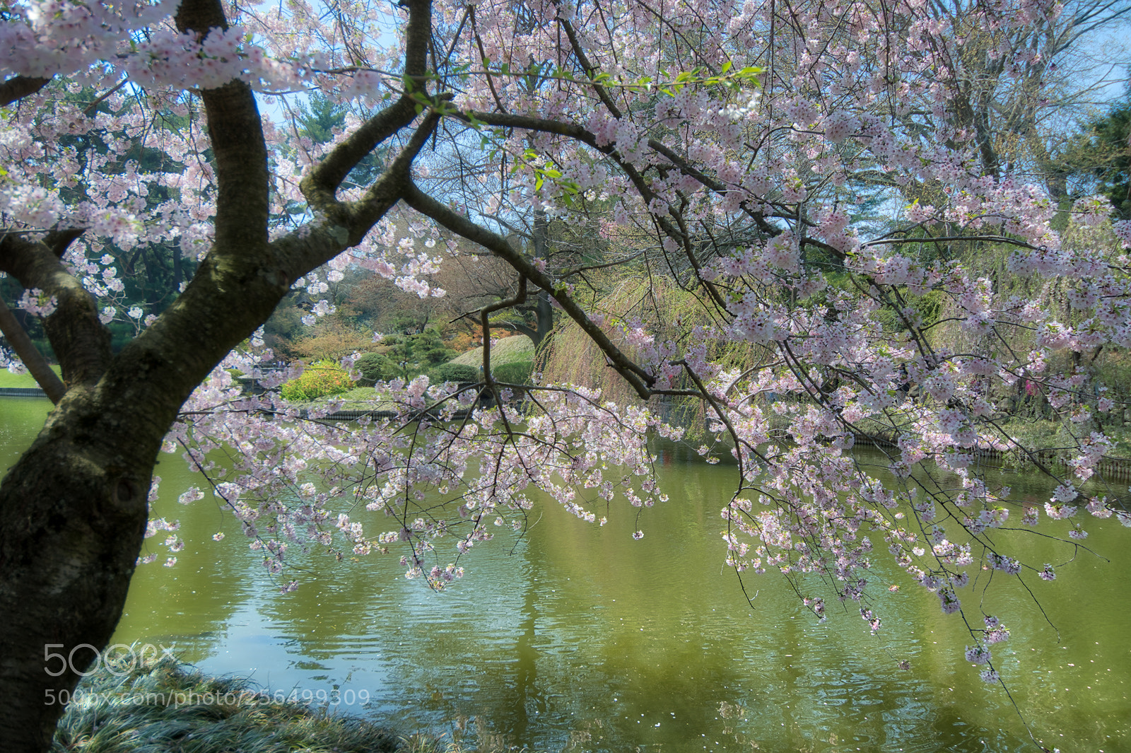 Nikon D500 sample photo. Cherry blossom photography