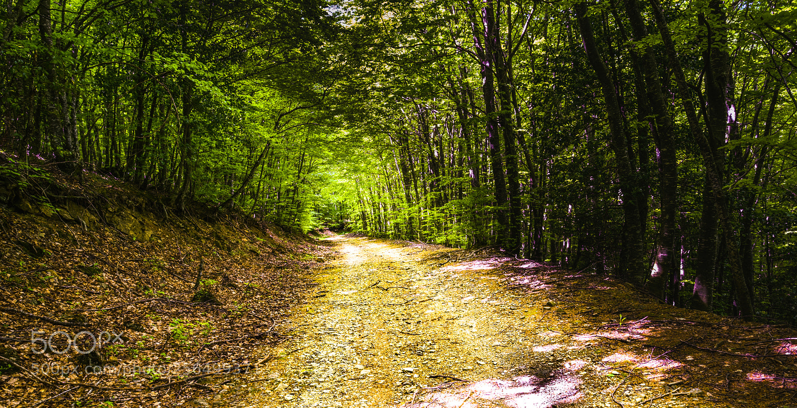 Nikon D750 sample photo. Forest photography