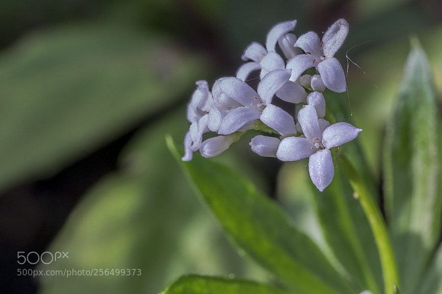 Canon EOS 5D Mark IV sample photo. Waldmeister (galium odoratum) photography