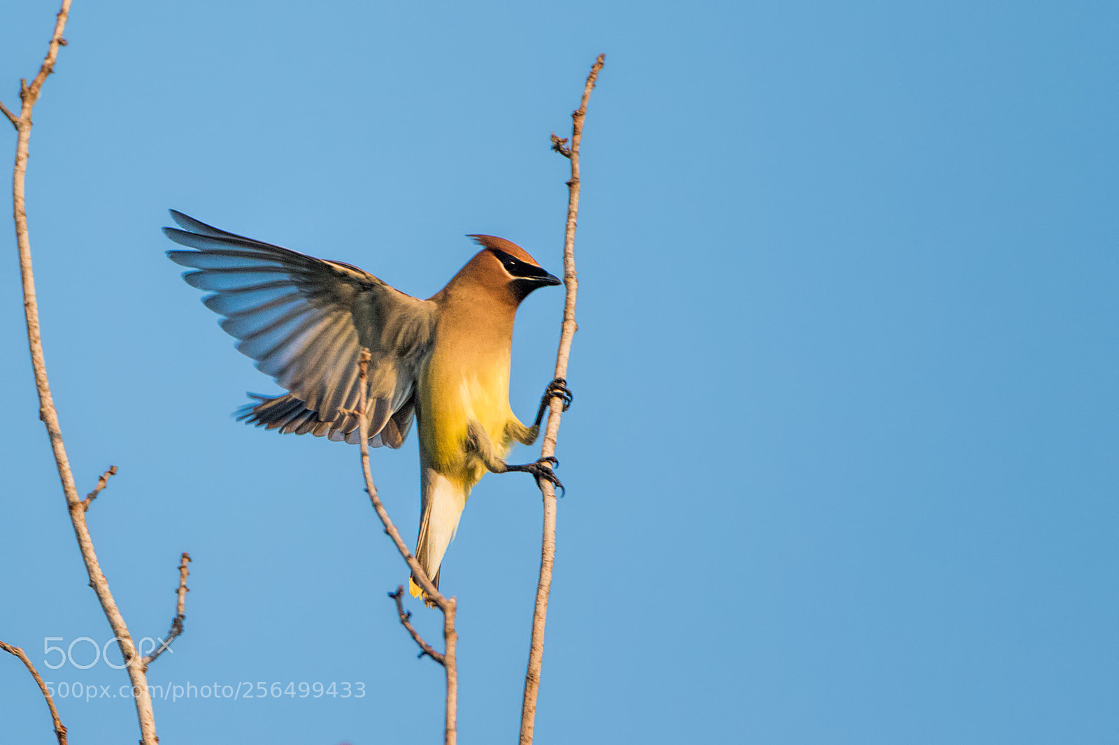 Canon EOS 7D Mark II sample photo. Cedar waxwing just landed photography